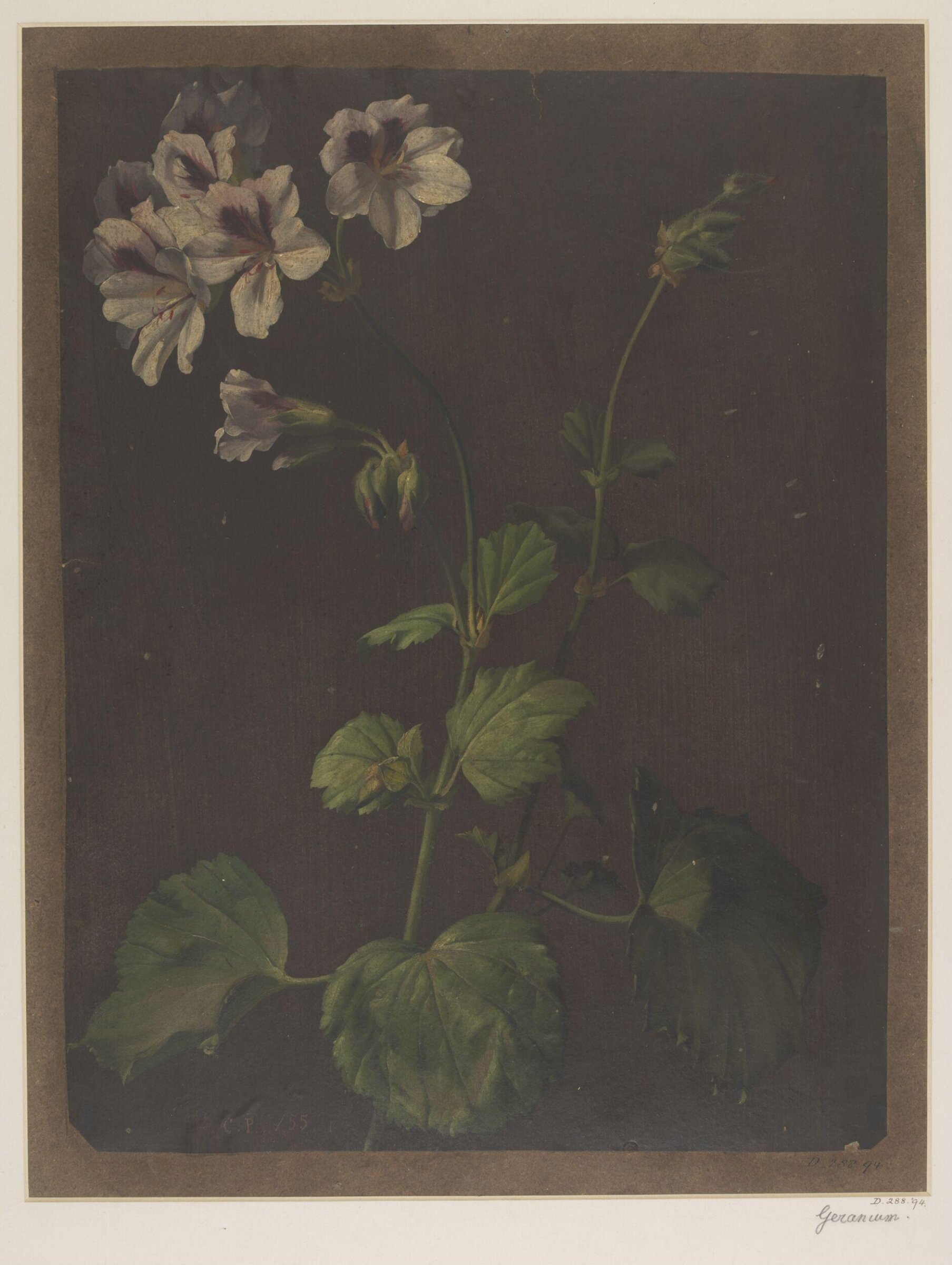 Drawing, Charles Polisch, 1855