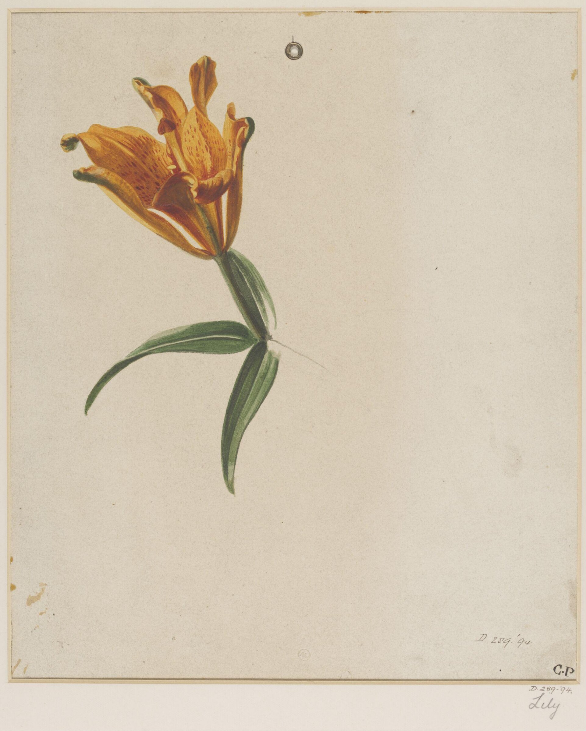 Drawing, Charles Polisch, ca. 1845