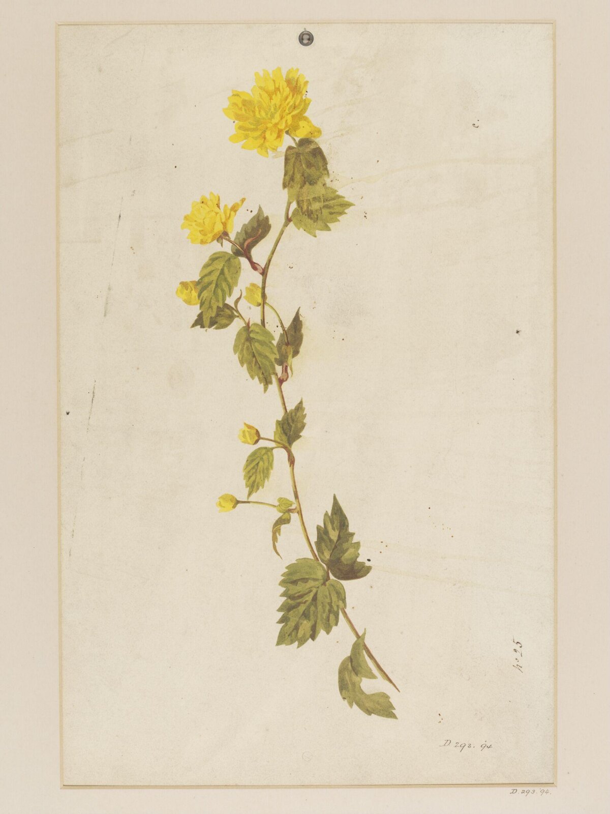 Drawing, Charles Polisch, ca. 1845