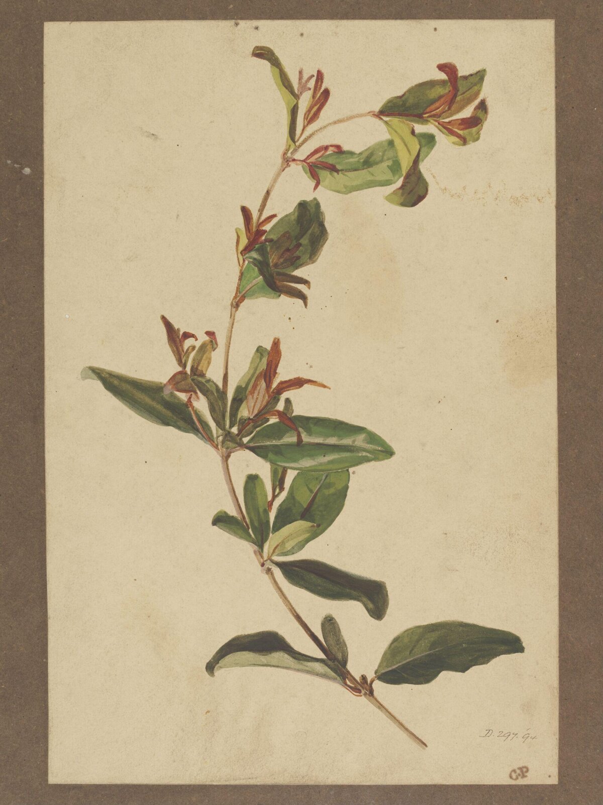 Drawing, Charles Polisch, ca. 1845