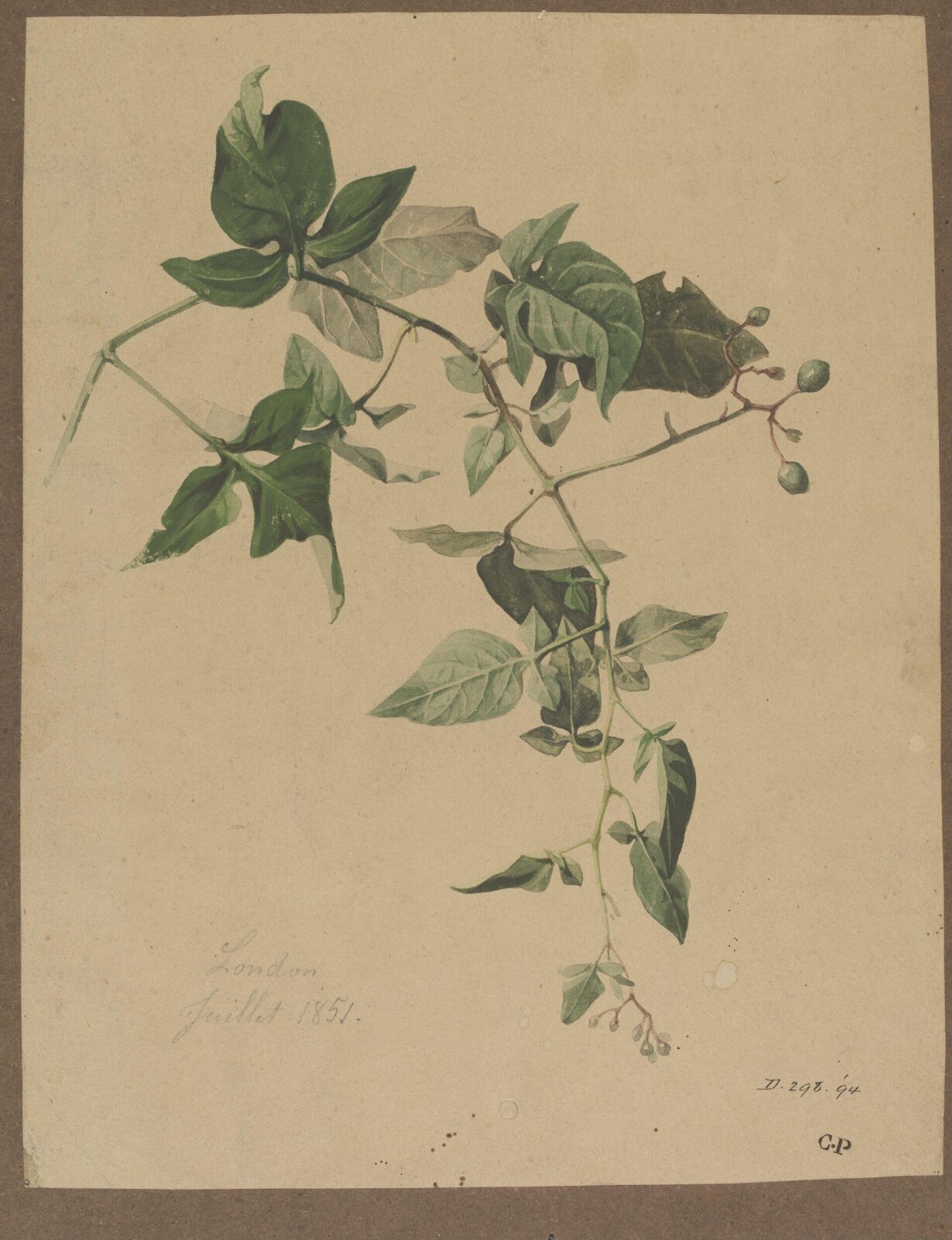 Drawing, Charles Polisch, July 1851