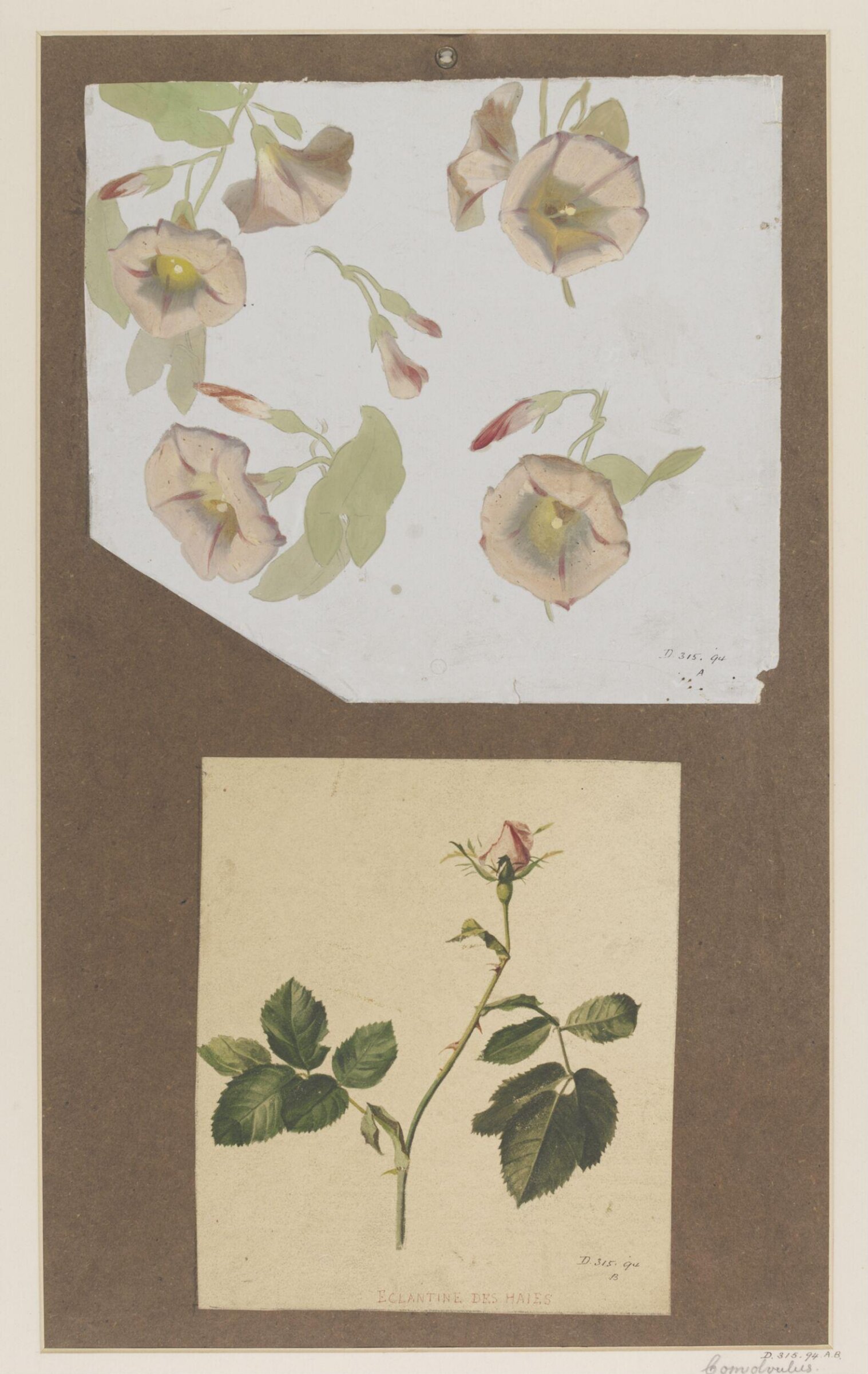 Drawing, Charles Polisch, ca. 1845