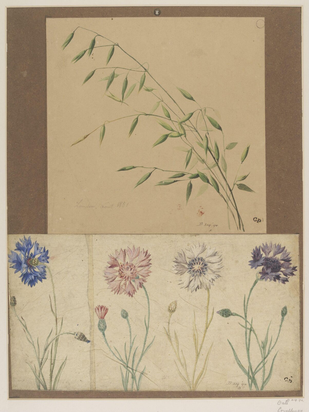 Drawing, Charles Polisch, August 1851