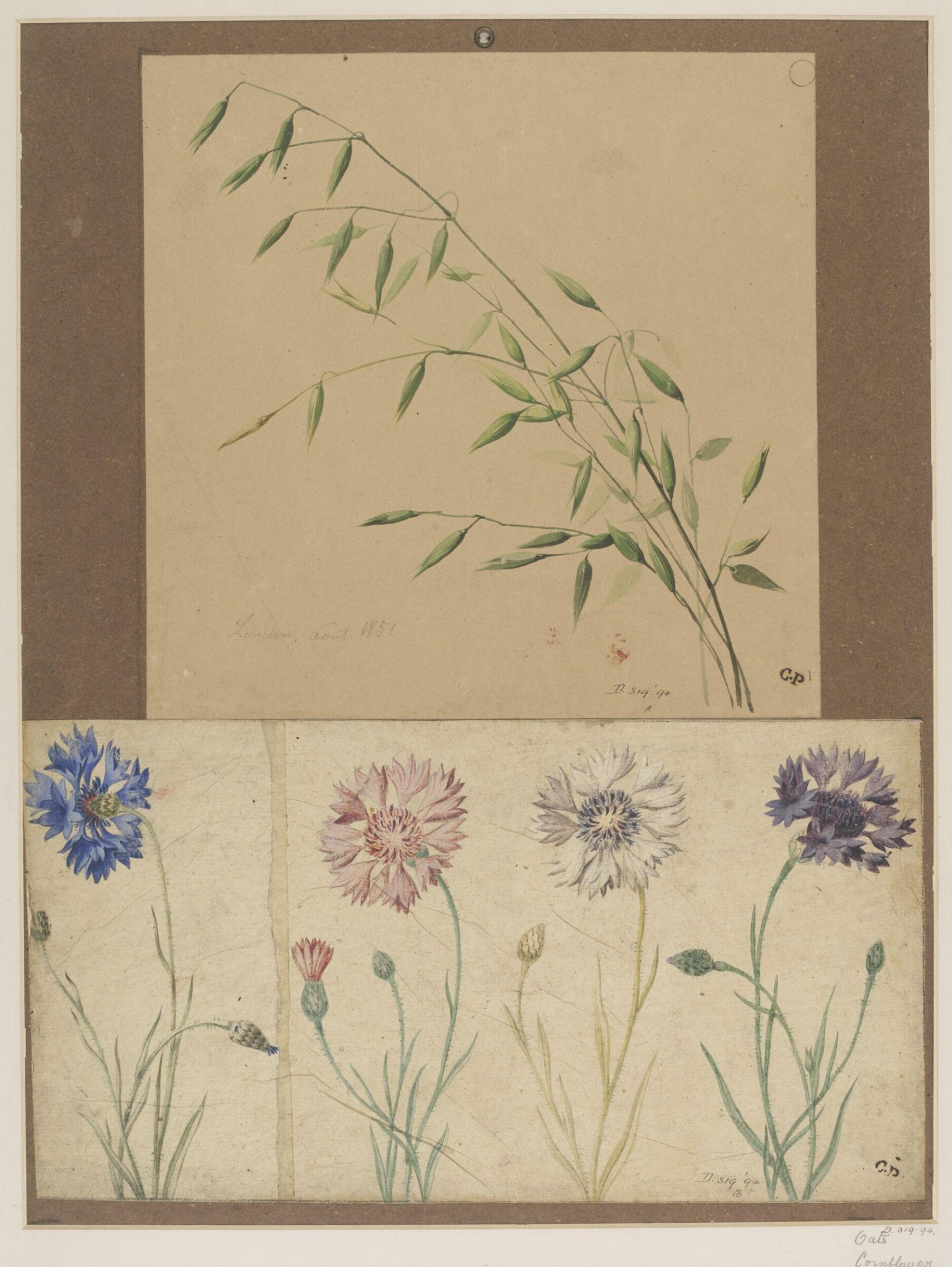 Drawing, Charles Polisch, August 1851
