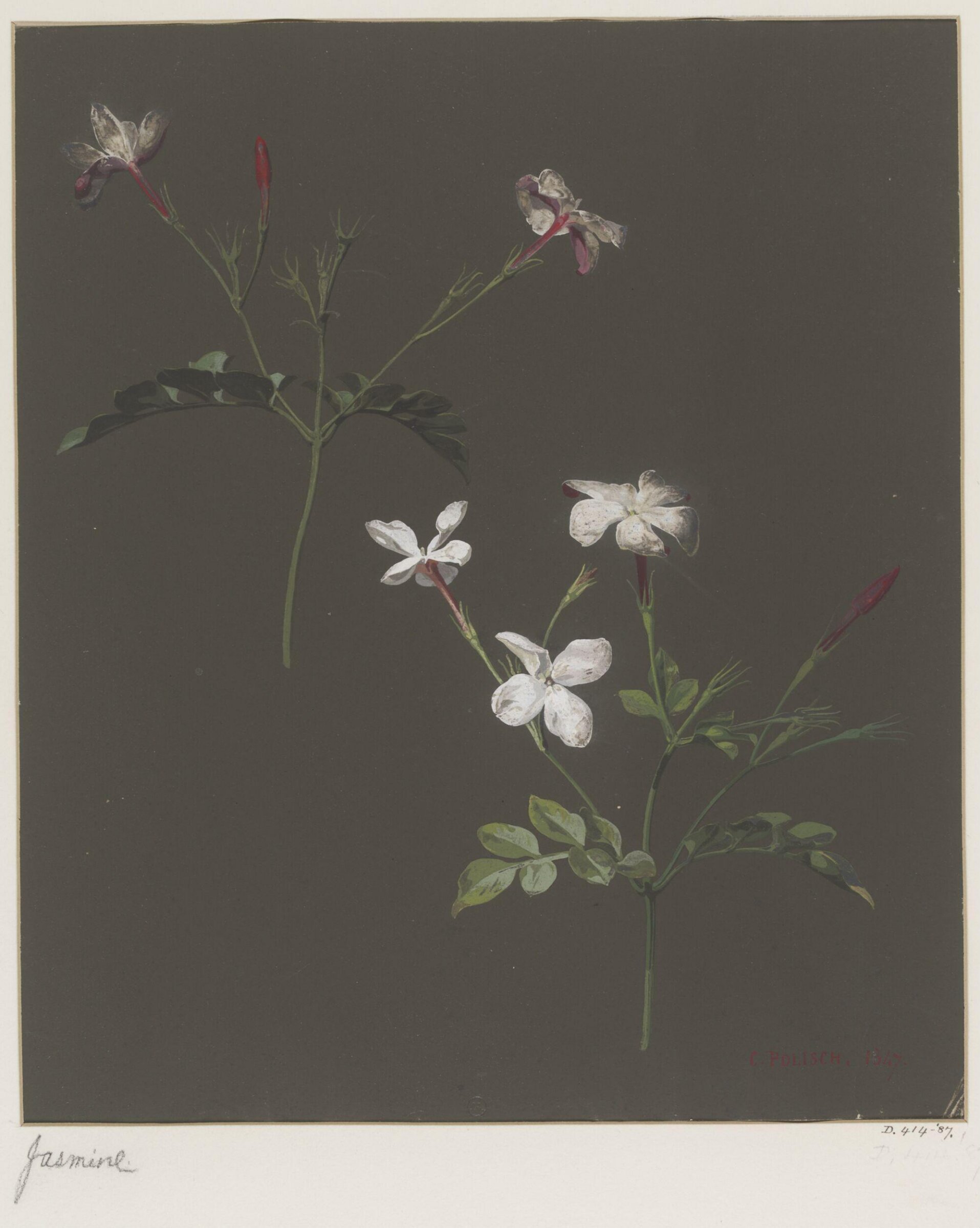Drawing, Charles Polisch, ca. 1845