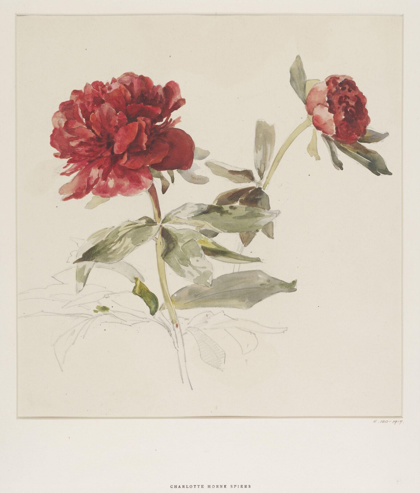 Drawing, Charlotte Horn Spiers, 1873-1914