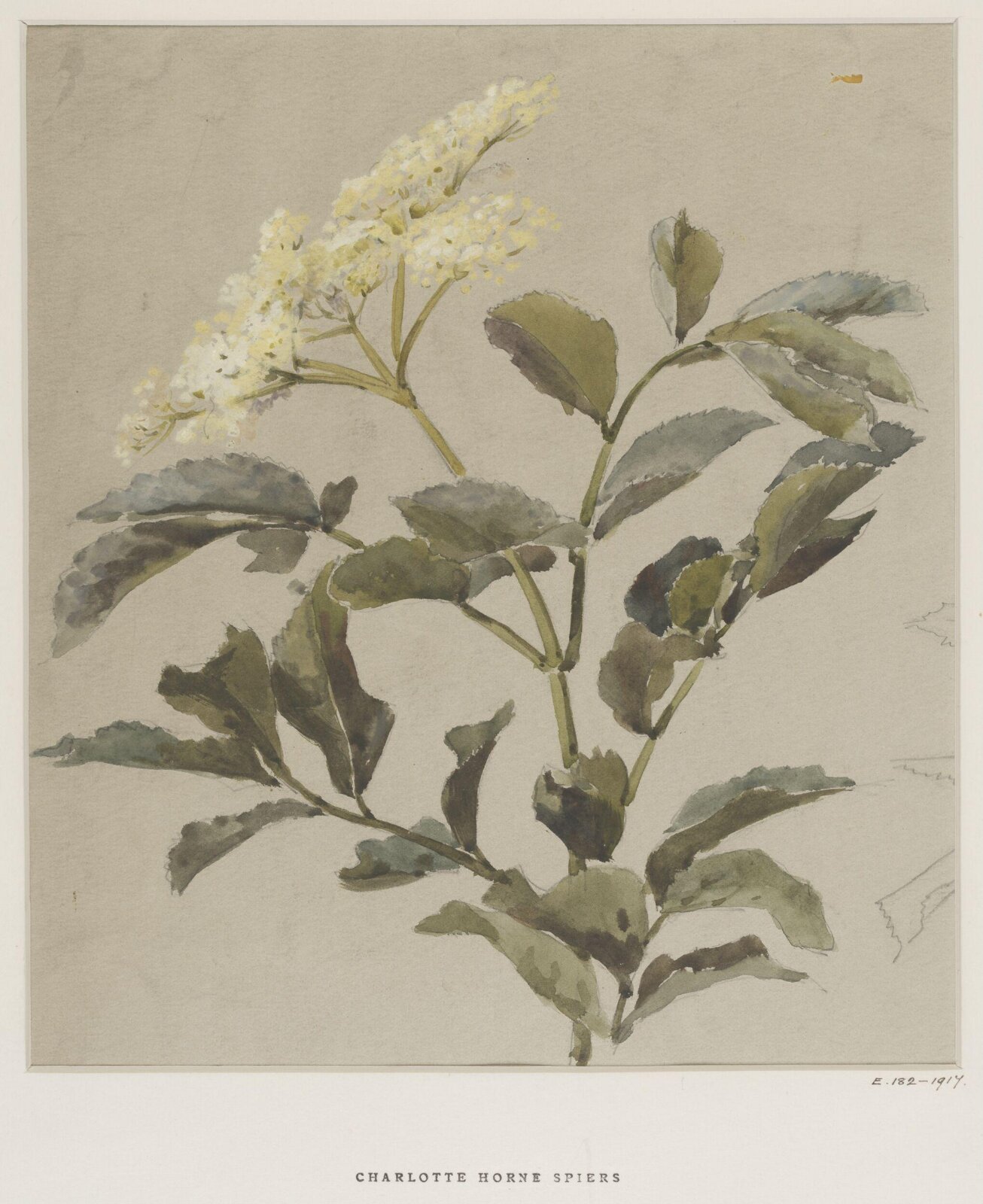 Drawing, Charlotte Horn Spiers, 1873-1914