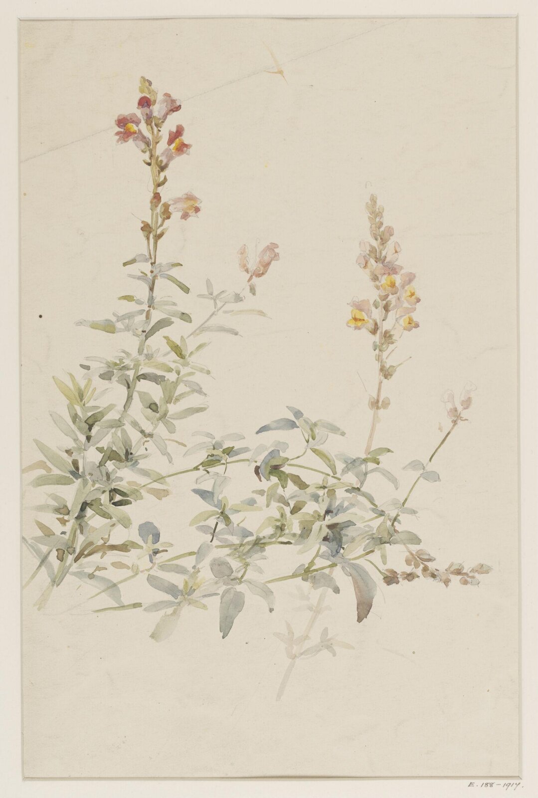 Drawing, Charlotte Horn Spiers, 1873-1914