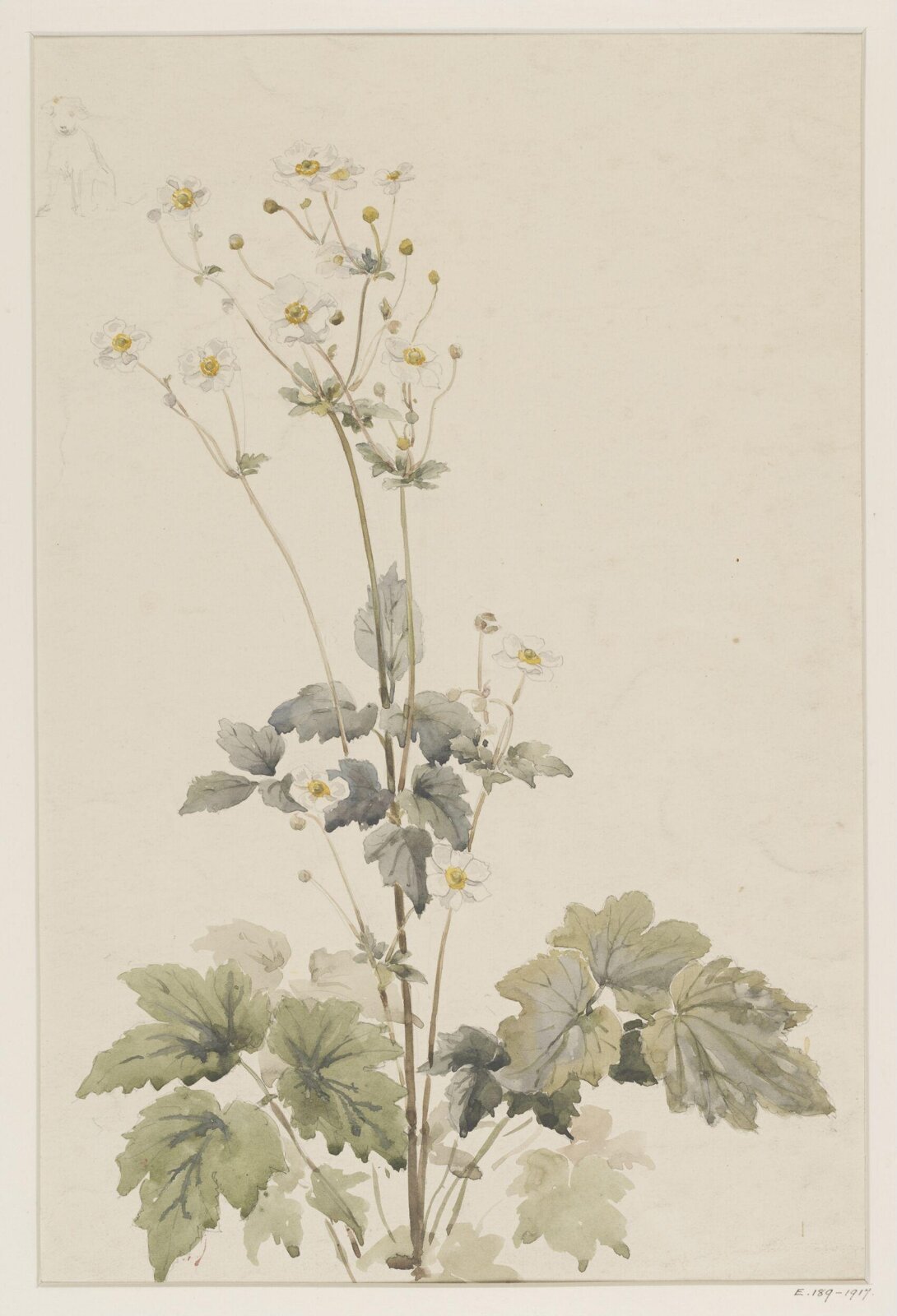 Drawing, Charlotte Horn Spiers, 1873-1914