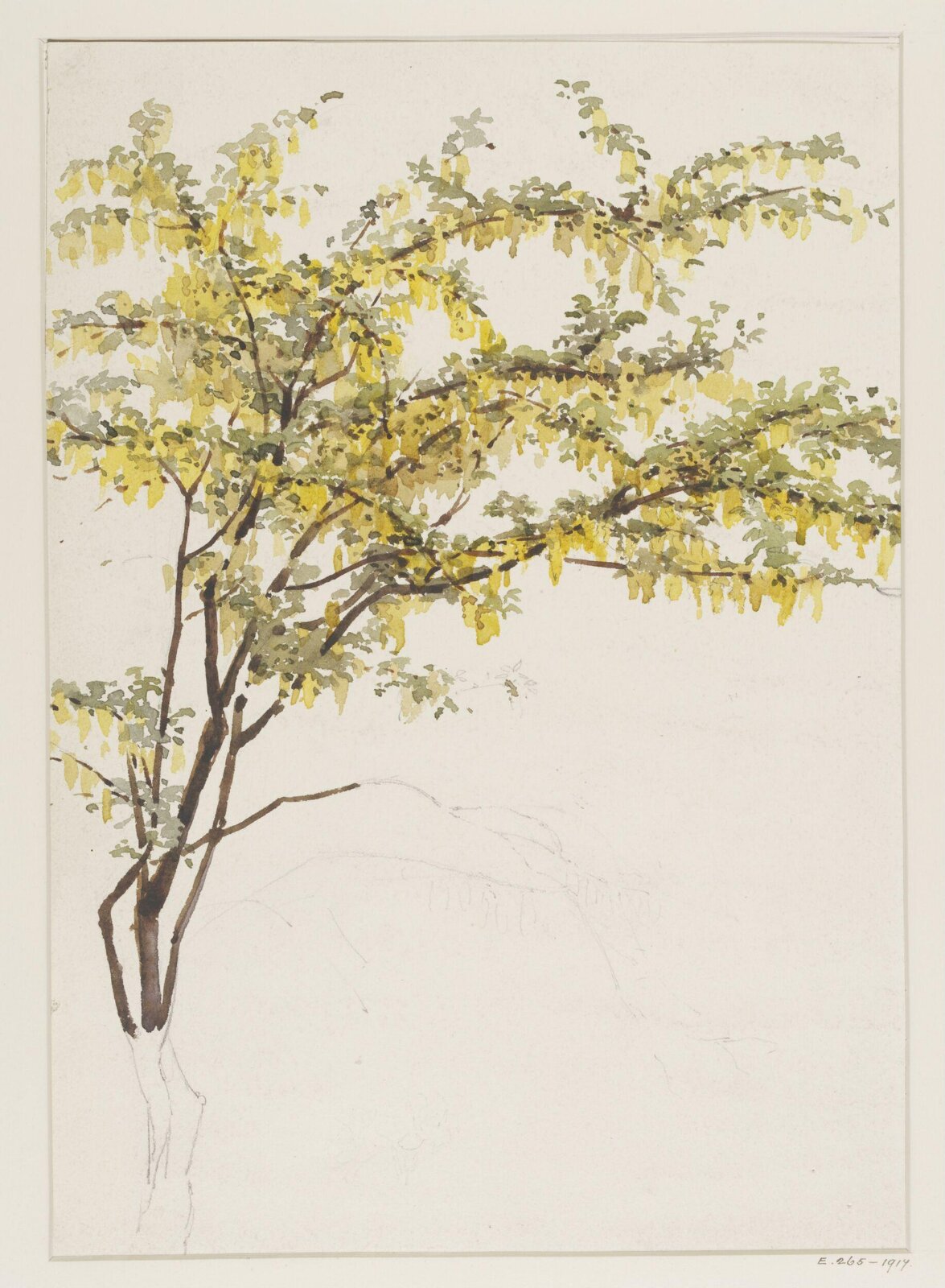 Drawing, Charlotte Horn Spiers, 1873-1914