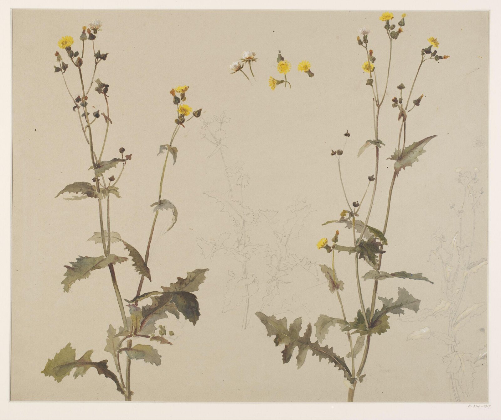 Drawing, Charlotte Horn Spiers, 1873-1914