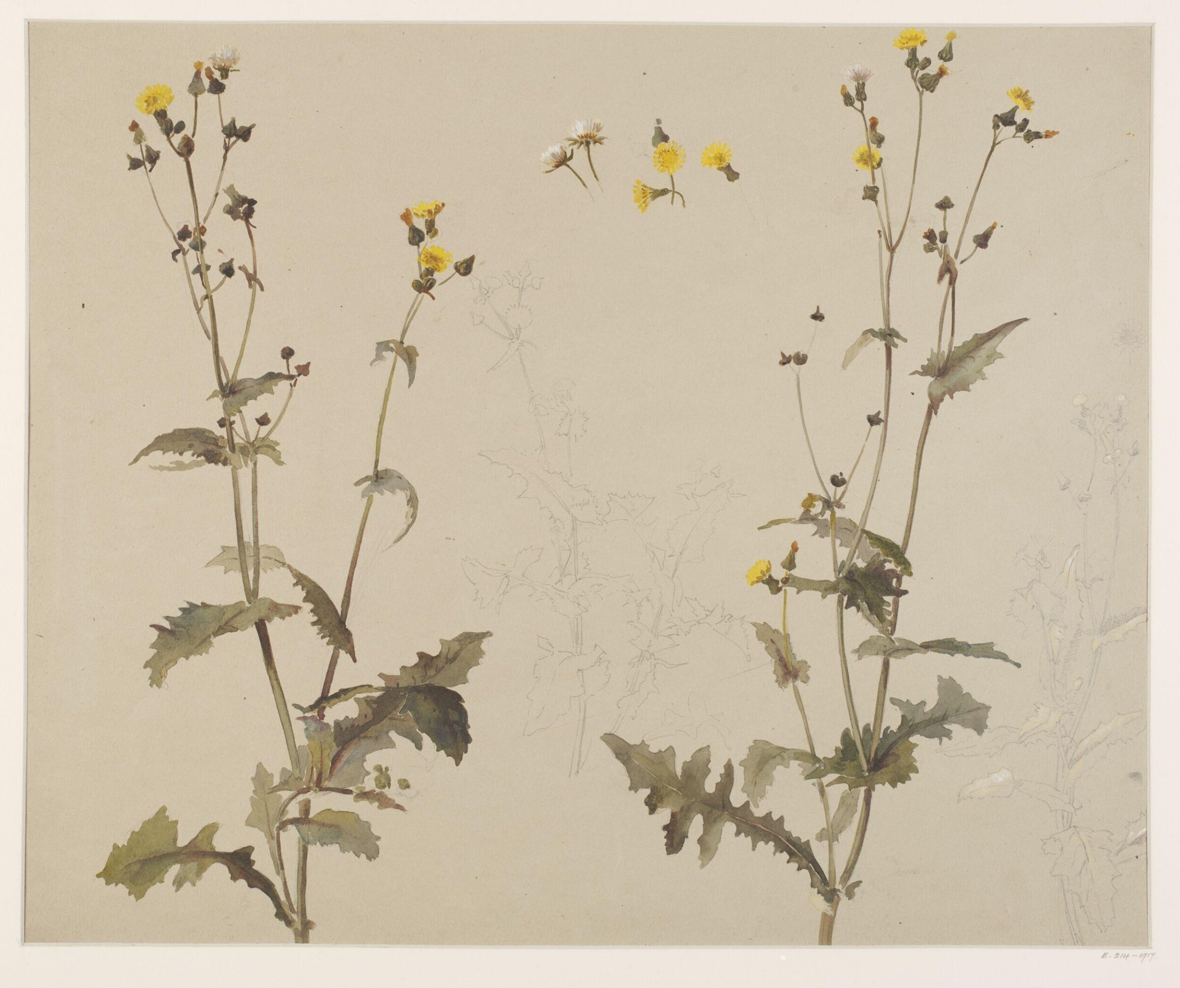 Drawing, Charlotte Horn Spiers, 1873-1914