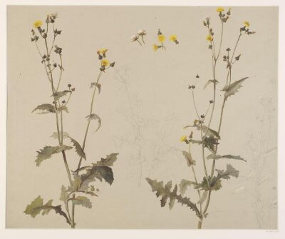 Drawing, Charlotte Horn Spiers, 1873-1914