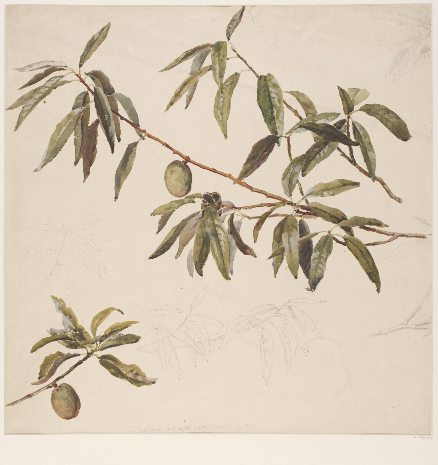 Drawing, Charlotte Horn Spiers, 1873-1914