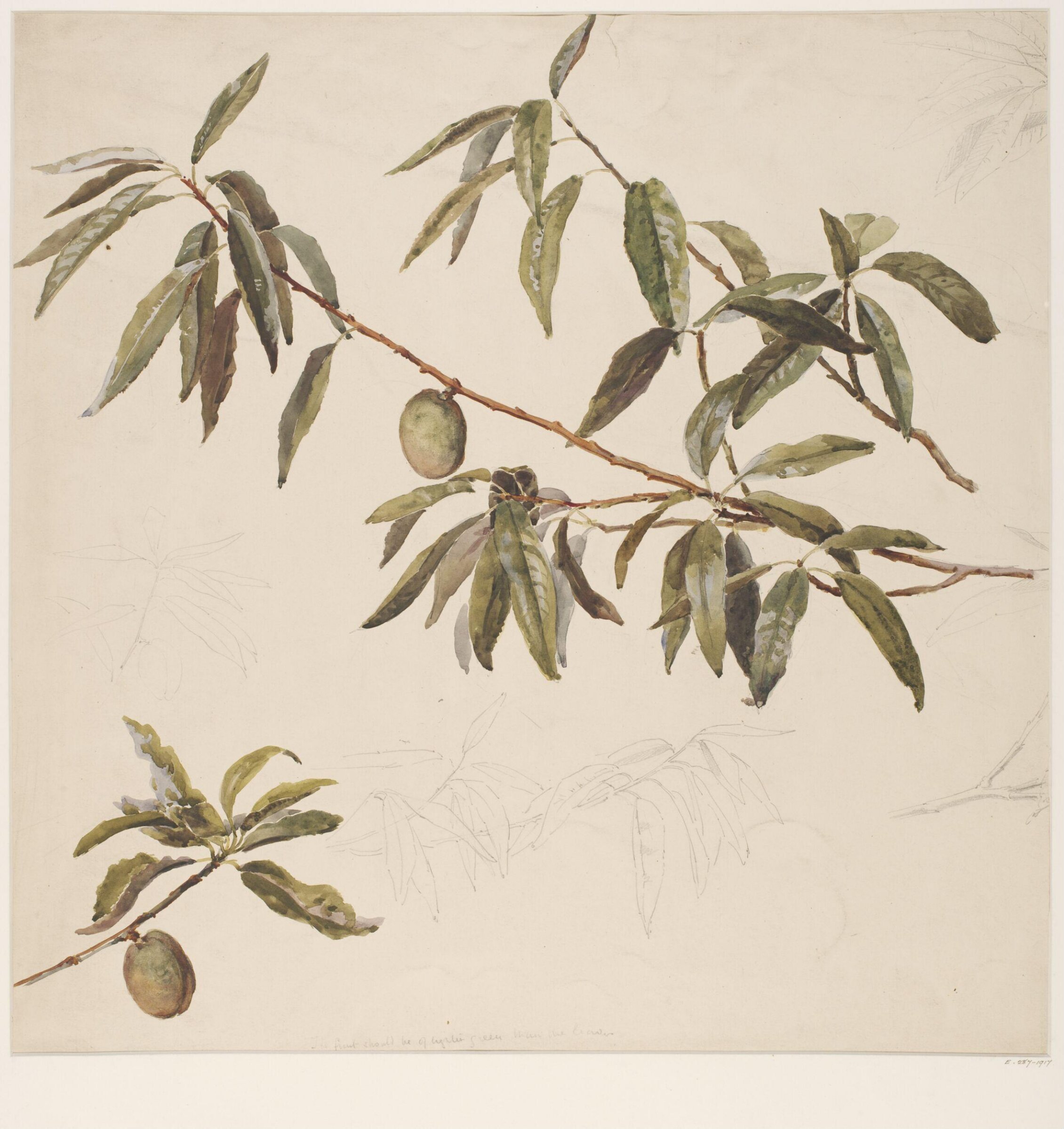 Drawing, Charlotte Horn Spiers, 1873-1914