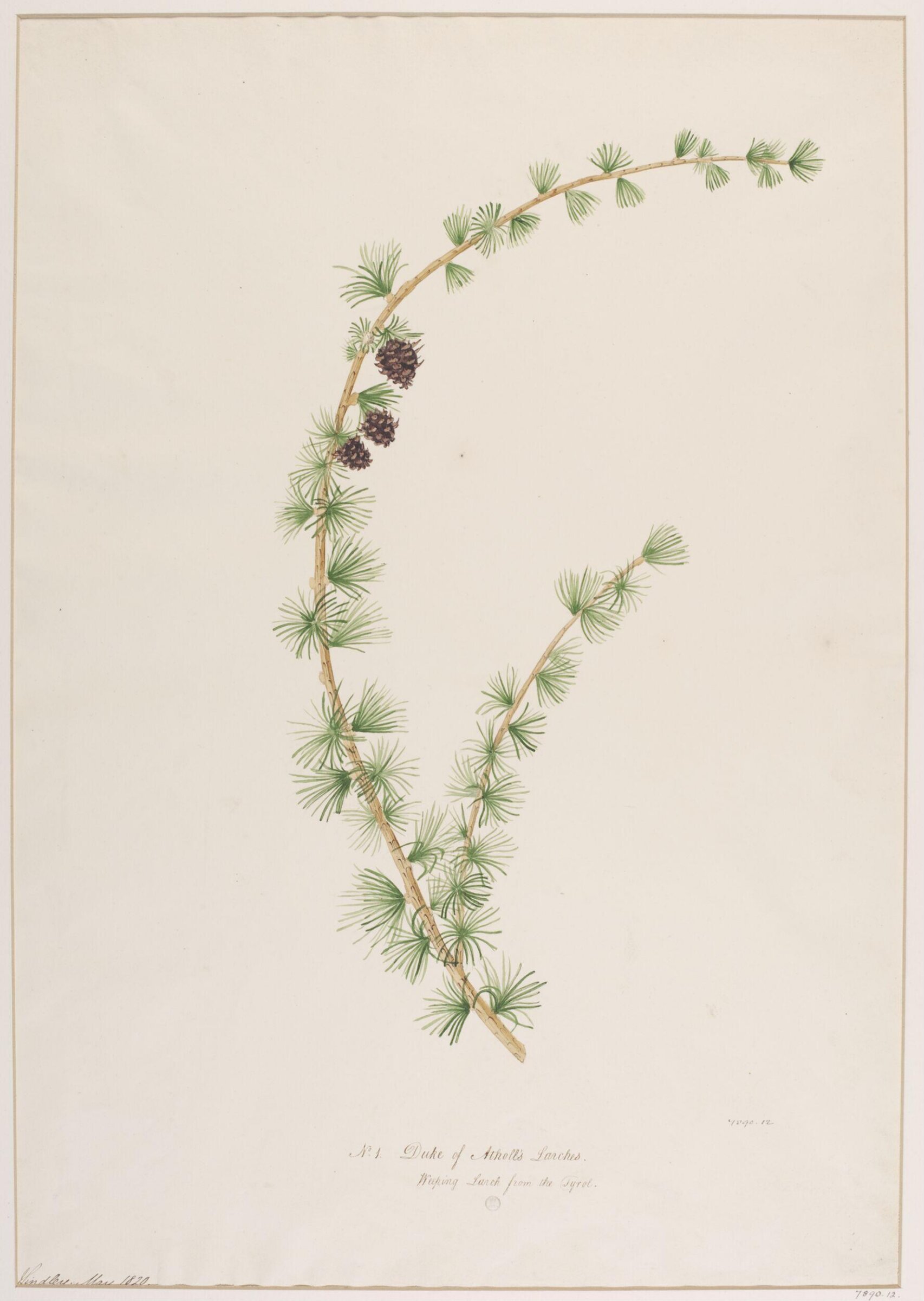 Drawing, John Lindley, May 1820
