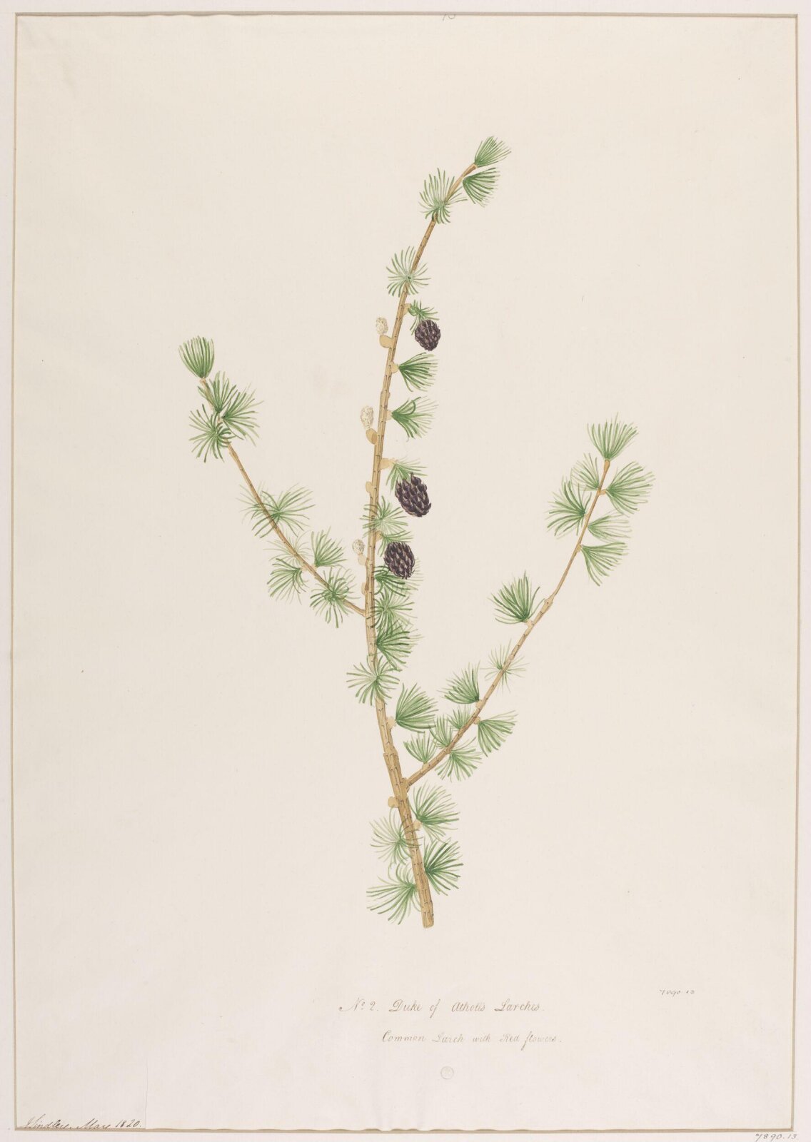 Drawing, John Lindley, May 1820