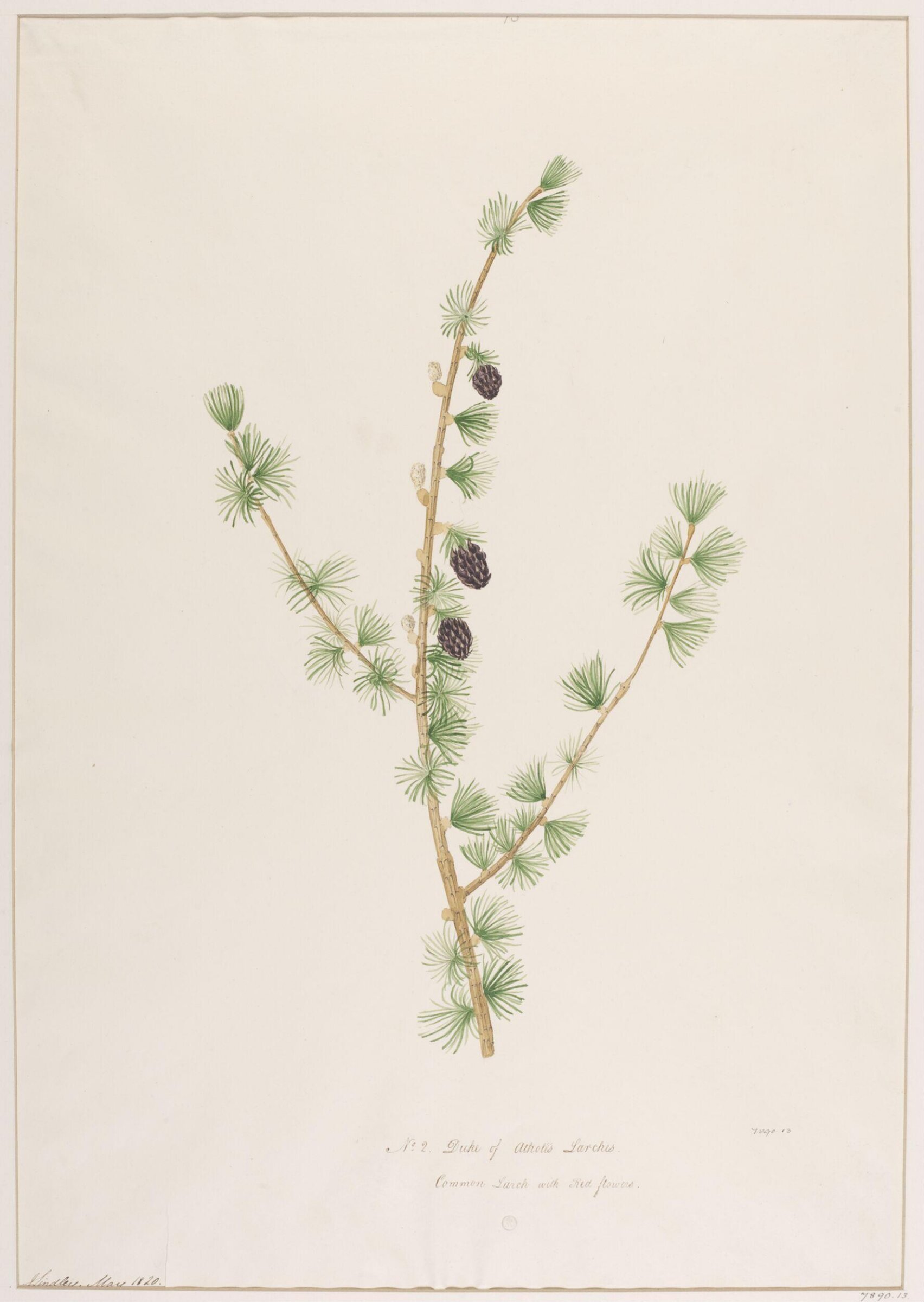 Drawing, John Lindley, May 1820
