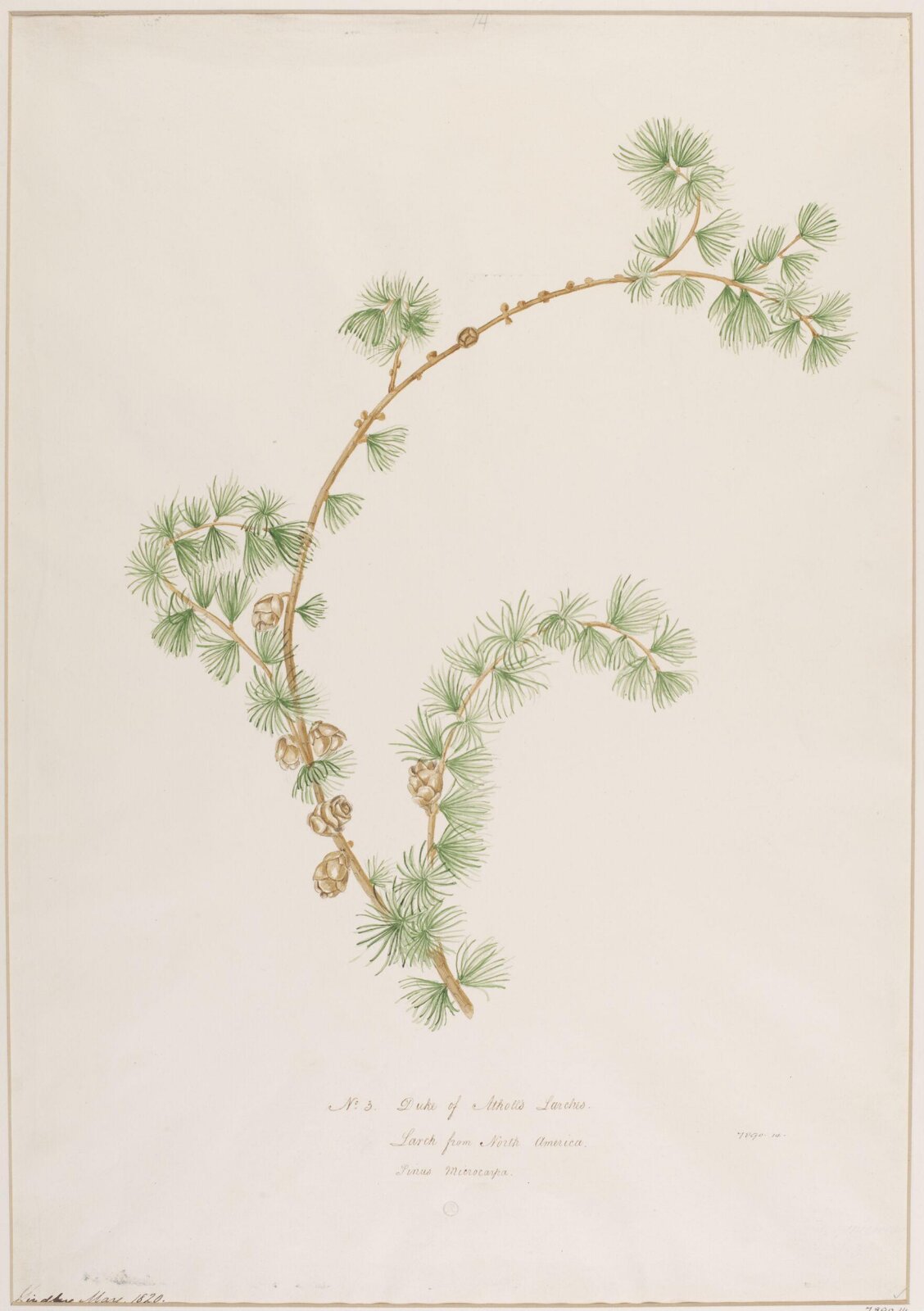Drawing, John Lindley, May 1820