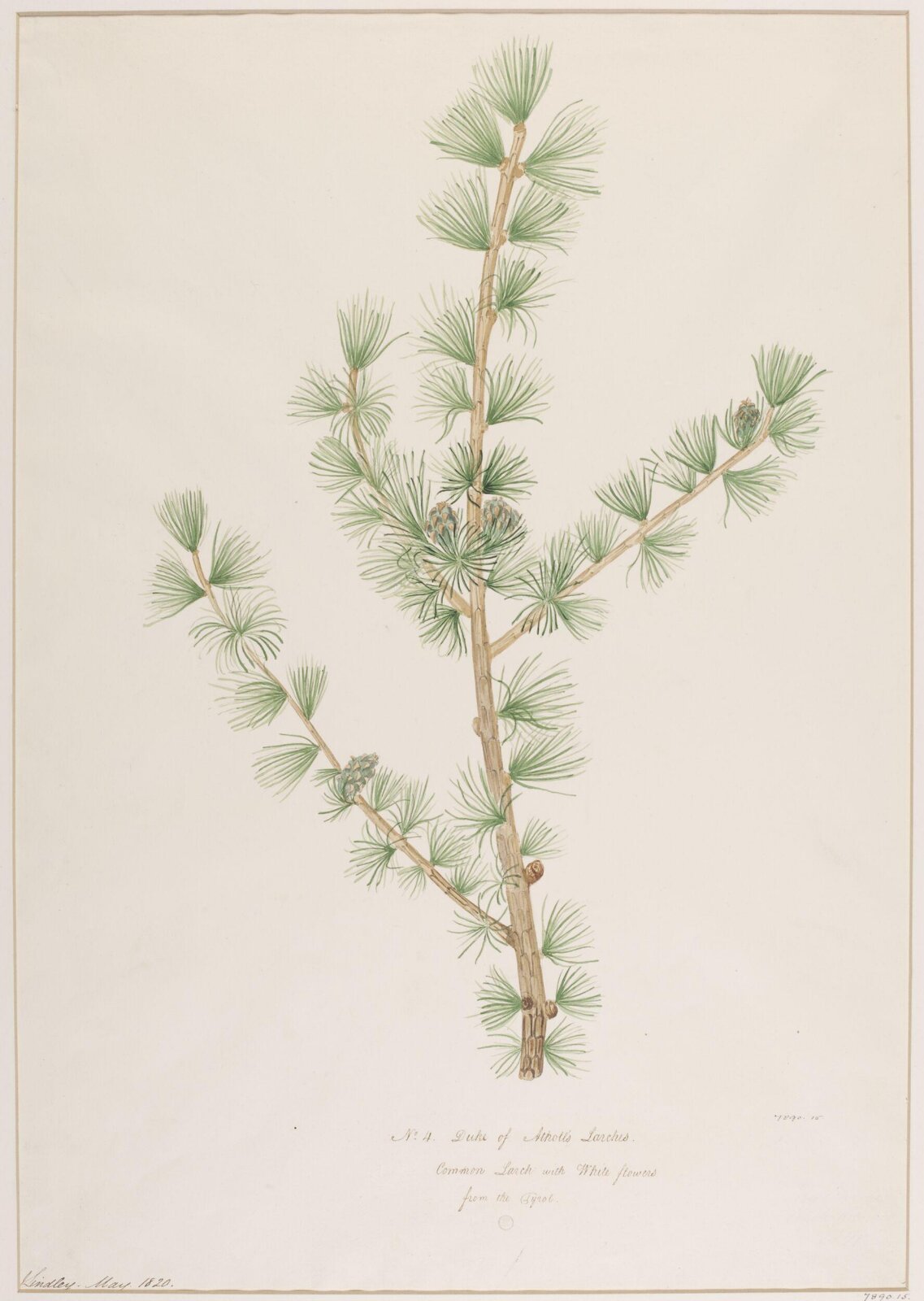 Drawing, John Lindley, May 1820