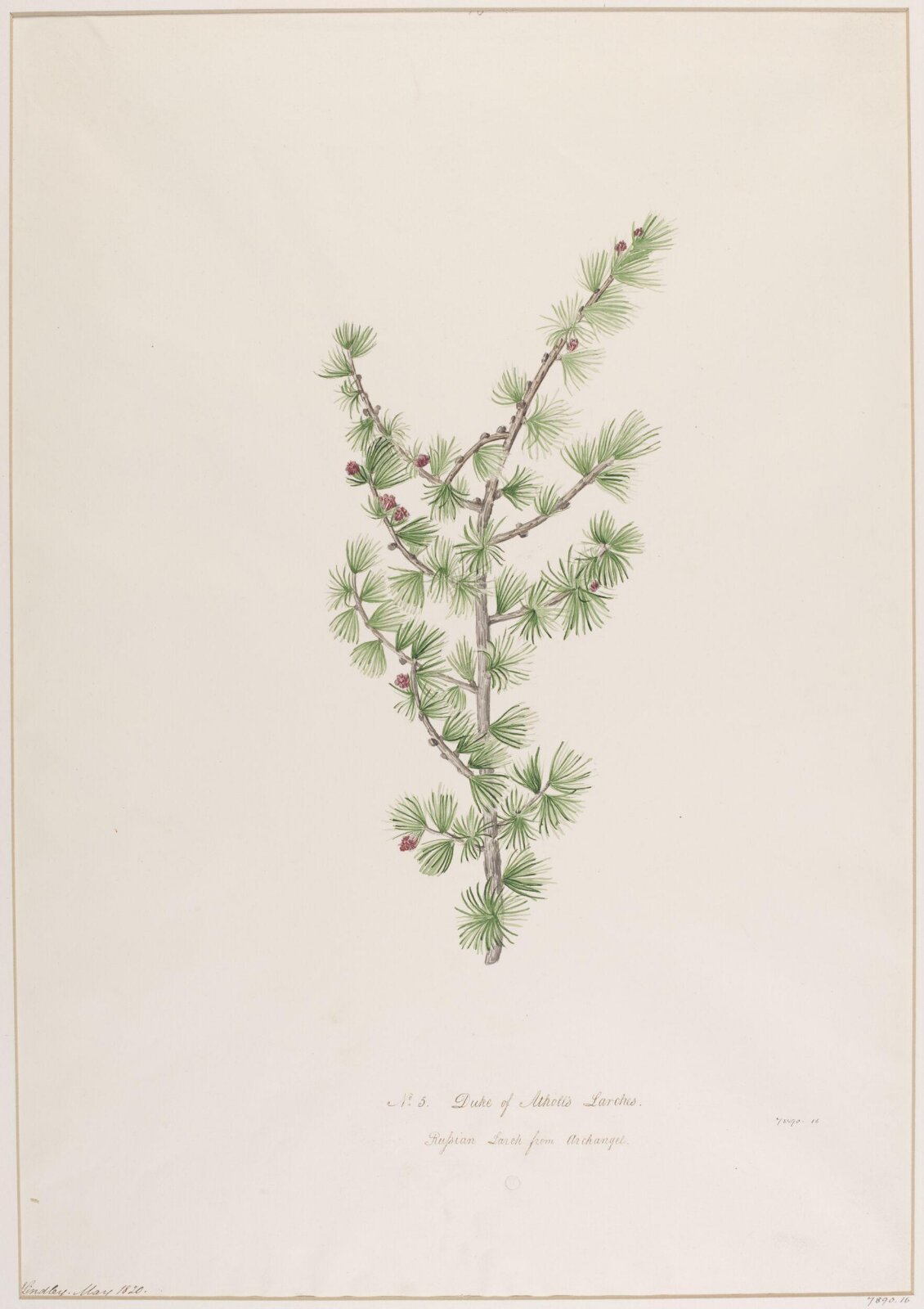 Drawing, John Lindley, May 1820