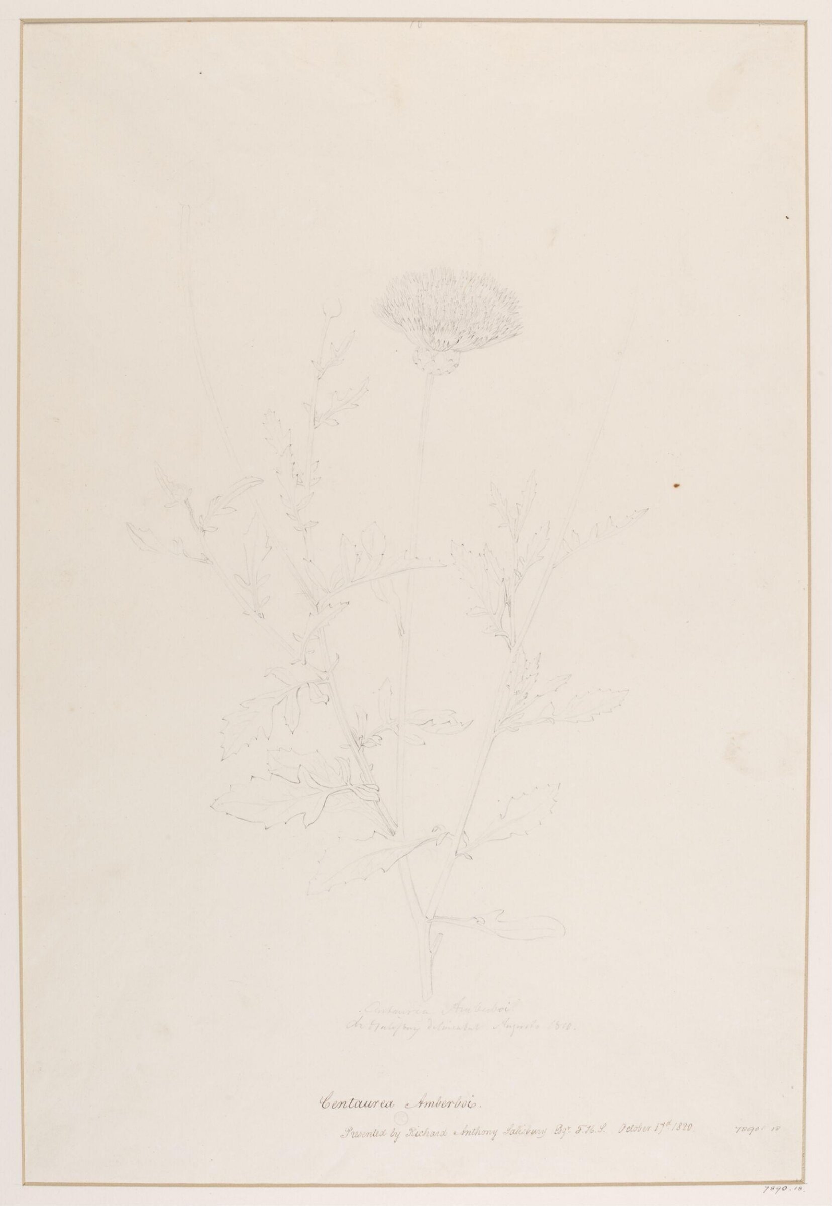 Drawing, Richard Anthony Salisbury, 1820