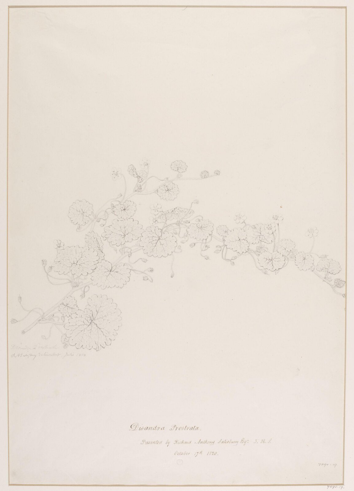 Drawing, Richard Anthony Salisbury, 1820