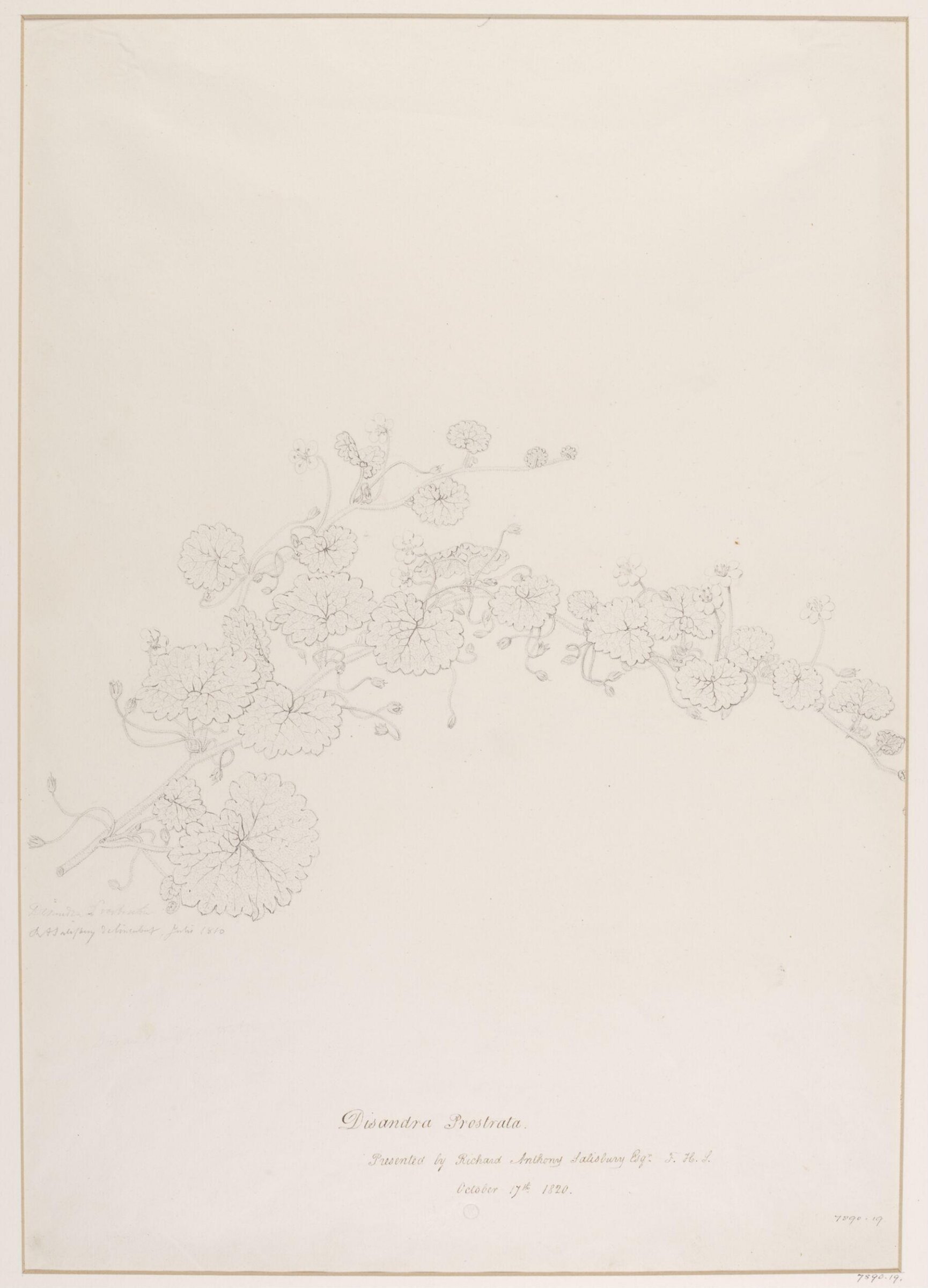 Drawing, Richard Anthony Salisbury, 1820