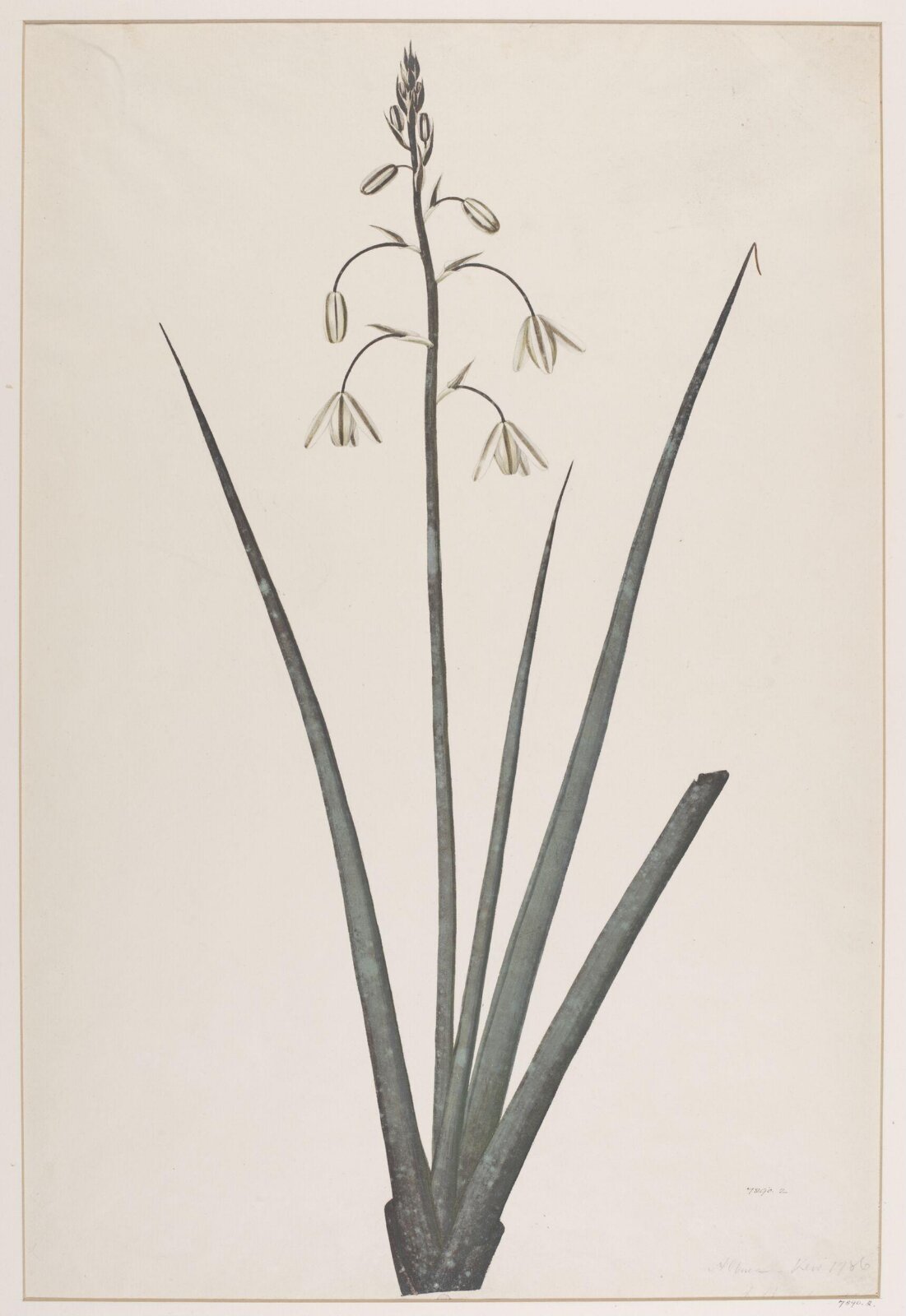 Drawing, Richard Anthony Salisbury, 1786