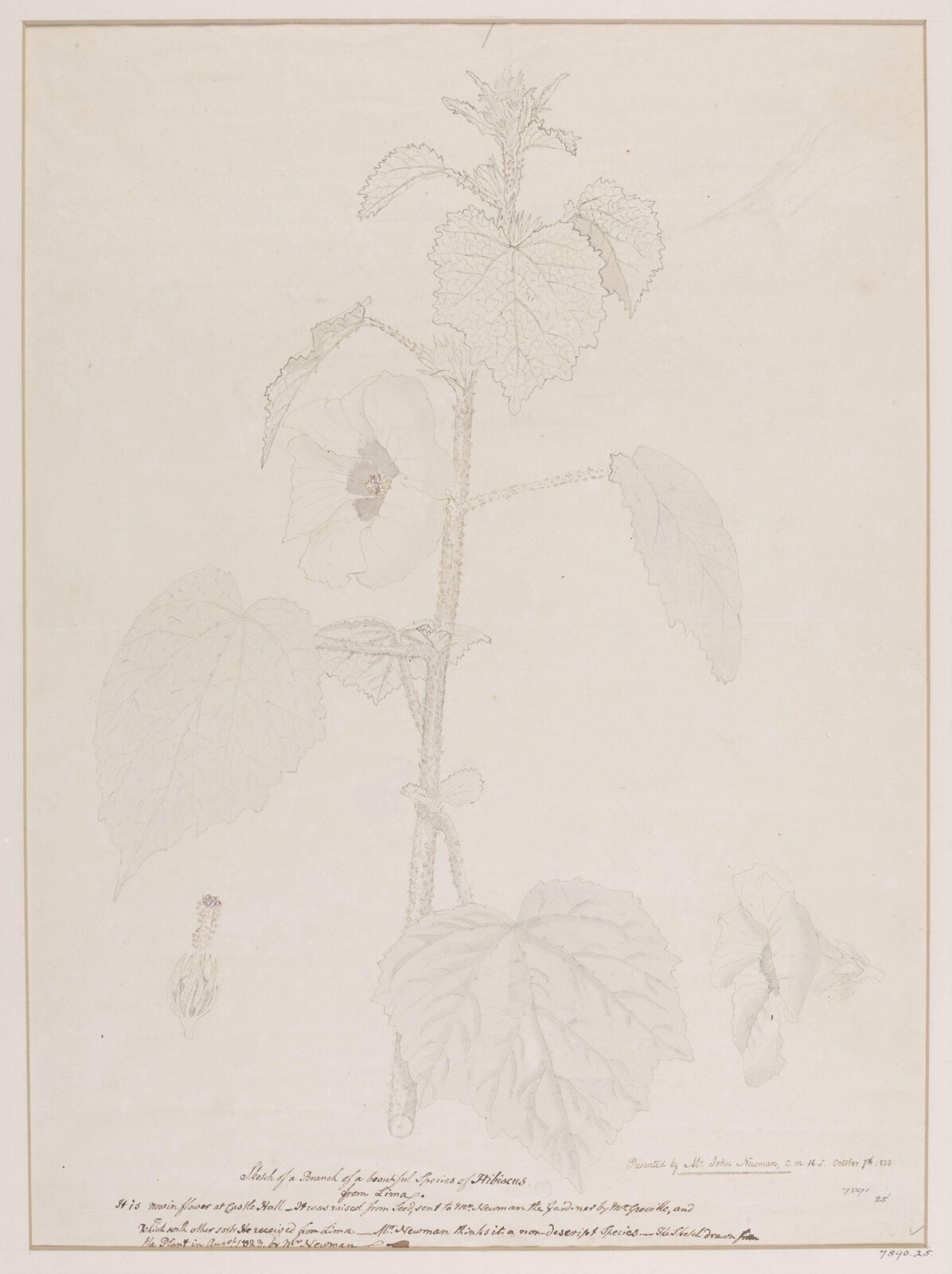 Drawing, Aug 1823