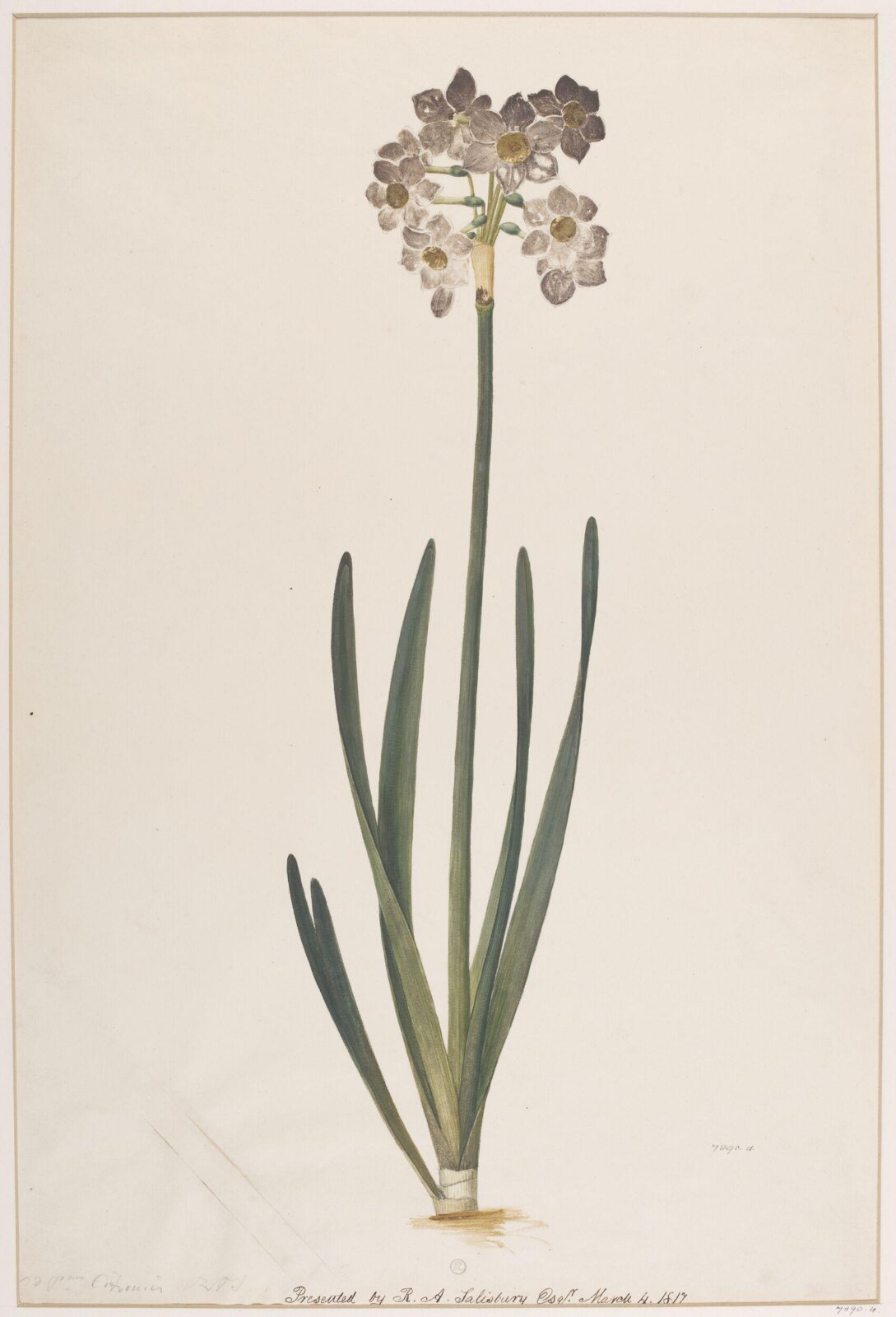 Drawing, Richard Anthony Salisbury, ca.1817