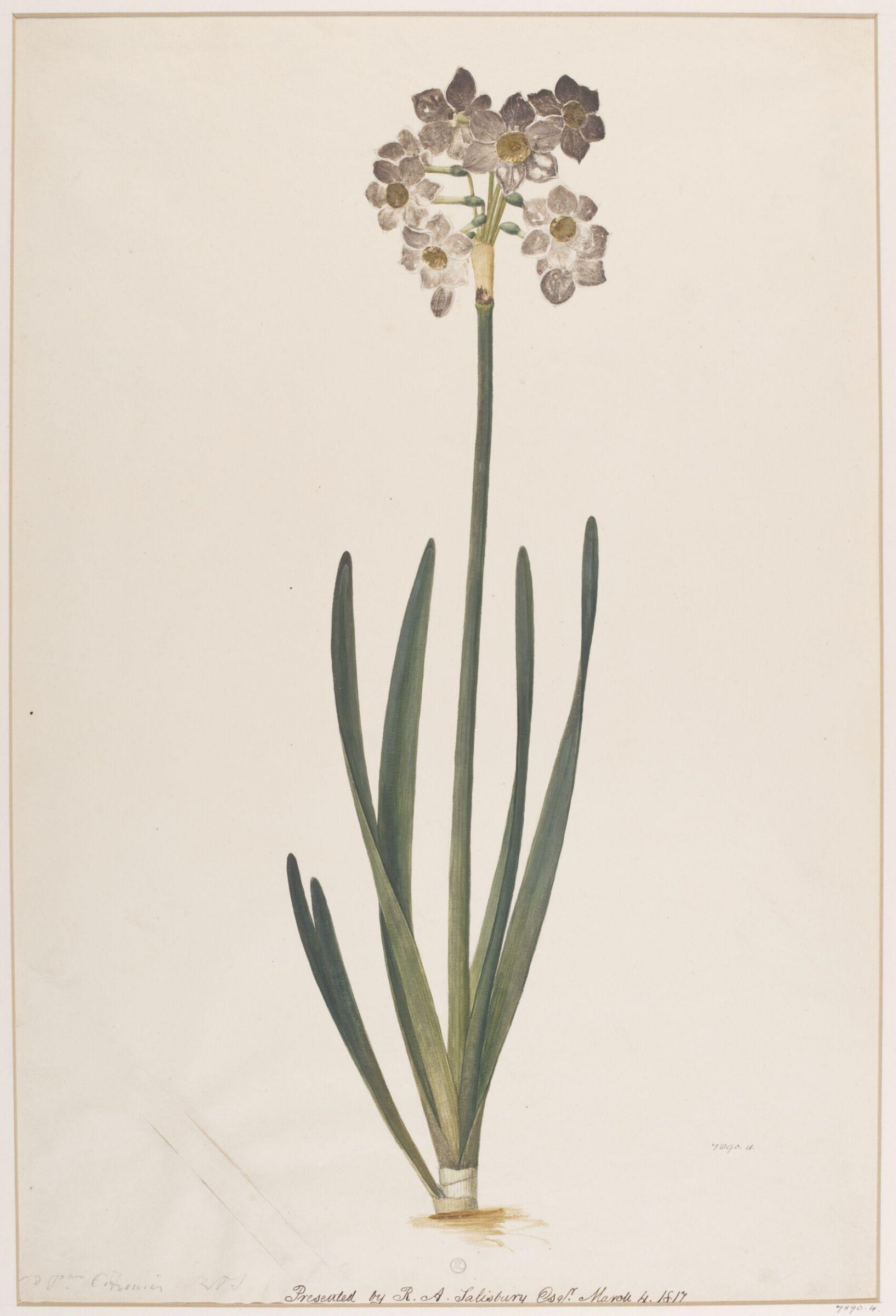 Drawing, Richard Anthony Salisbury, ca.1817