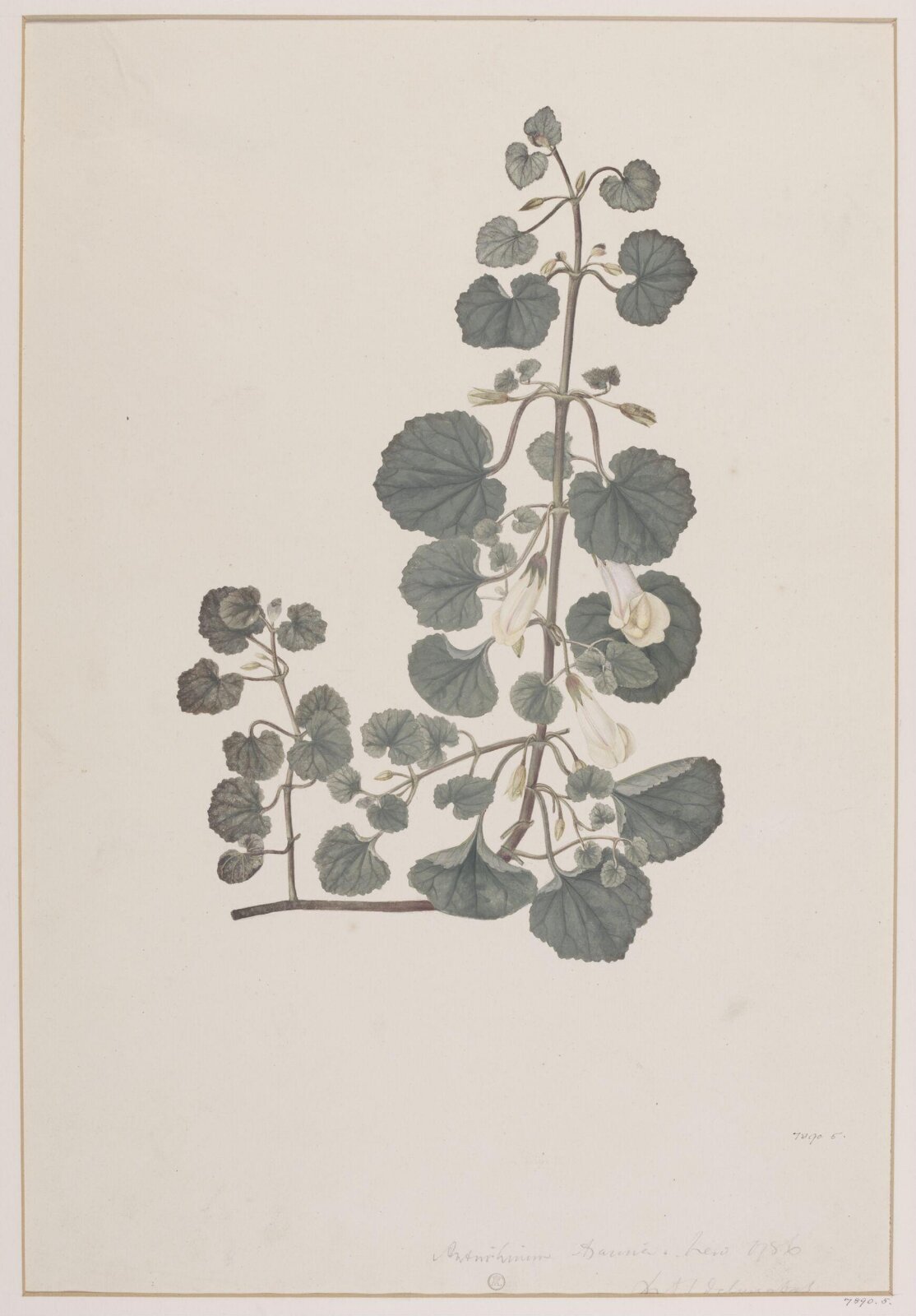 Drawing, Richard Anthony Salisbury, 1786