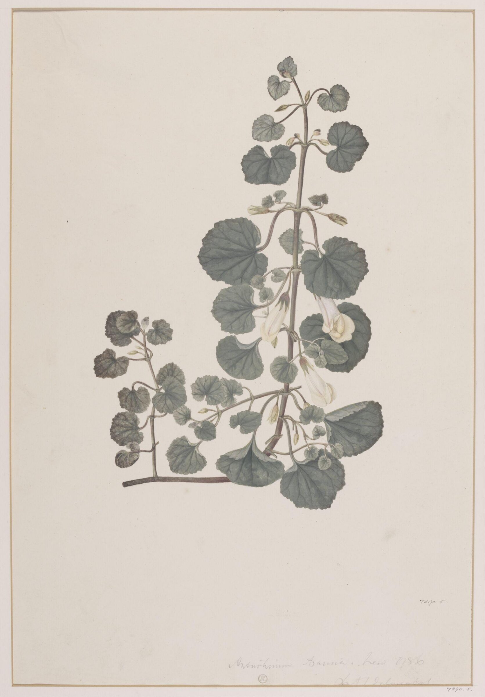 Drawing, Richard Anthony Salisbury, 1786