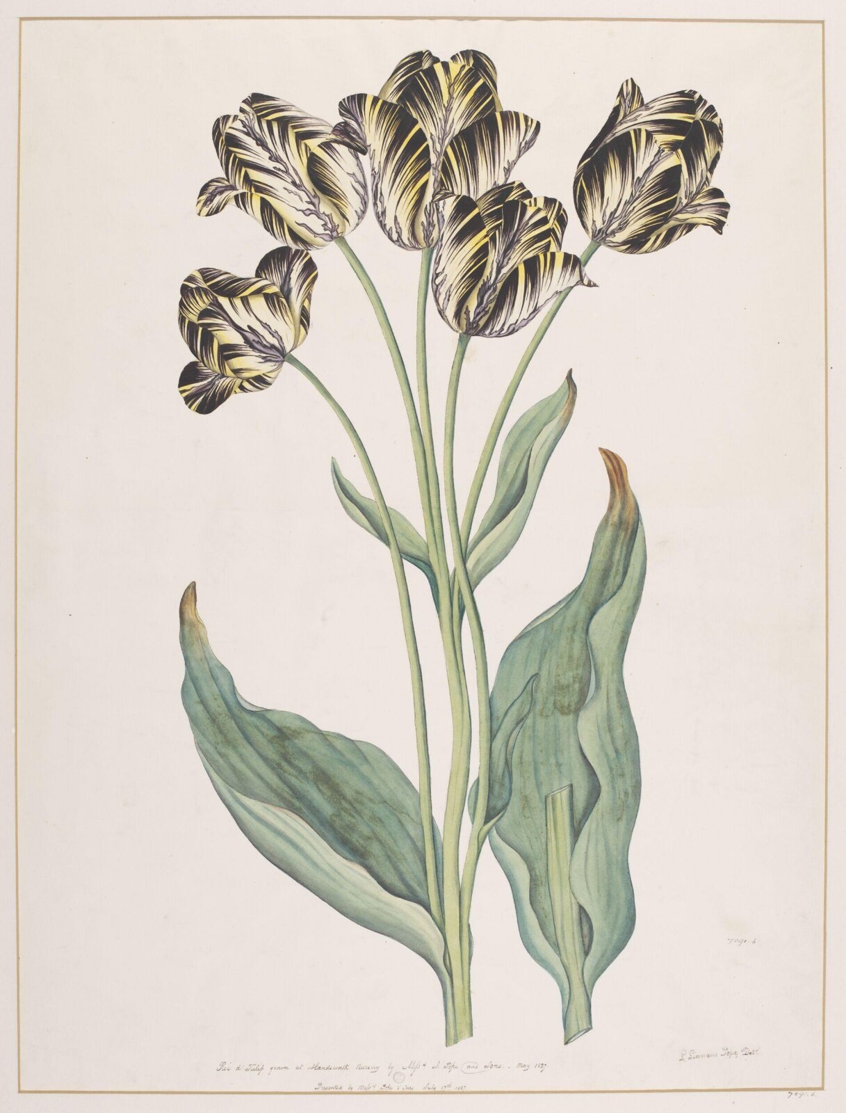 Drawing, Luke Linnaeus Pope, ca. 1825