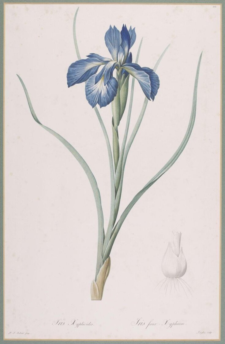 Iris latifolia (Mill.) Voss top image