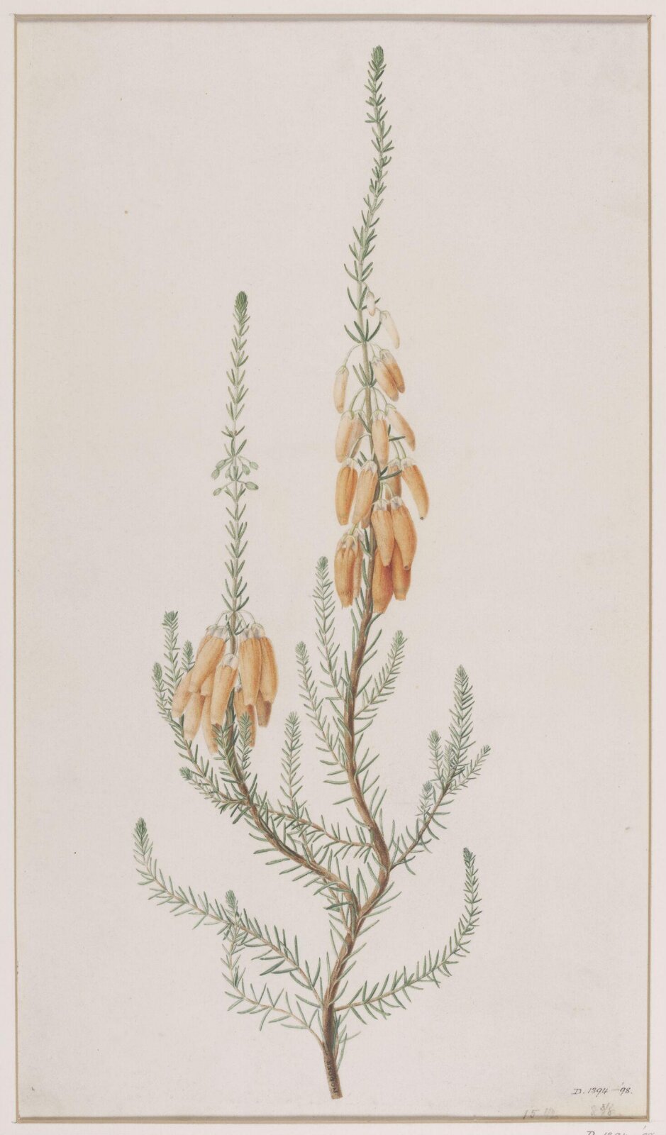 Drawing, Richard Polydore Nodder, ca. first quarter 19th century
