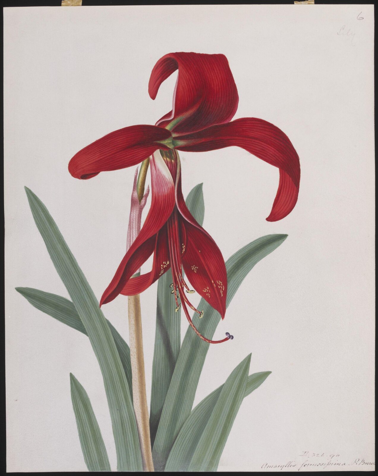 Sprekelia formosissima (L.) Herb, Peter Brown, ca. 1758-ca. 1799