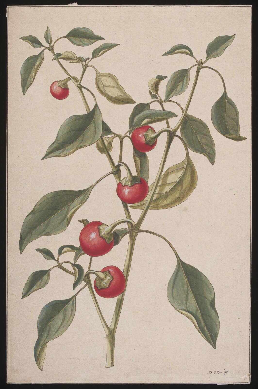 Solanum dulcamara L., late 18th century - early 19th century