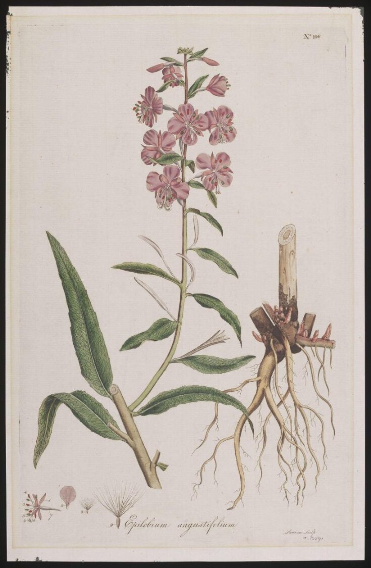 Epilebium Augustifolium top image