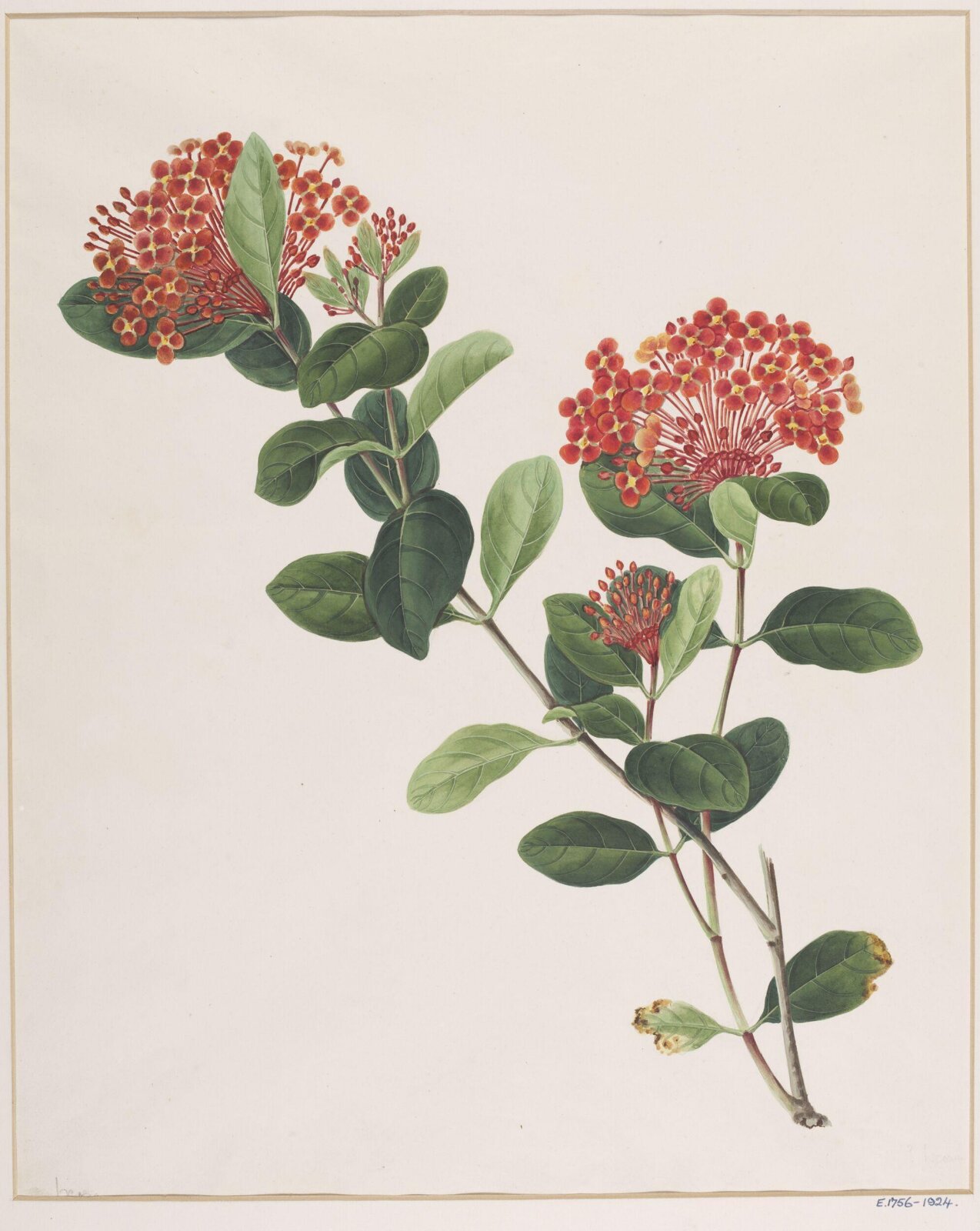 Watercolour drawing, first quarter 19th century