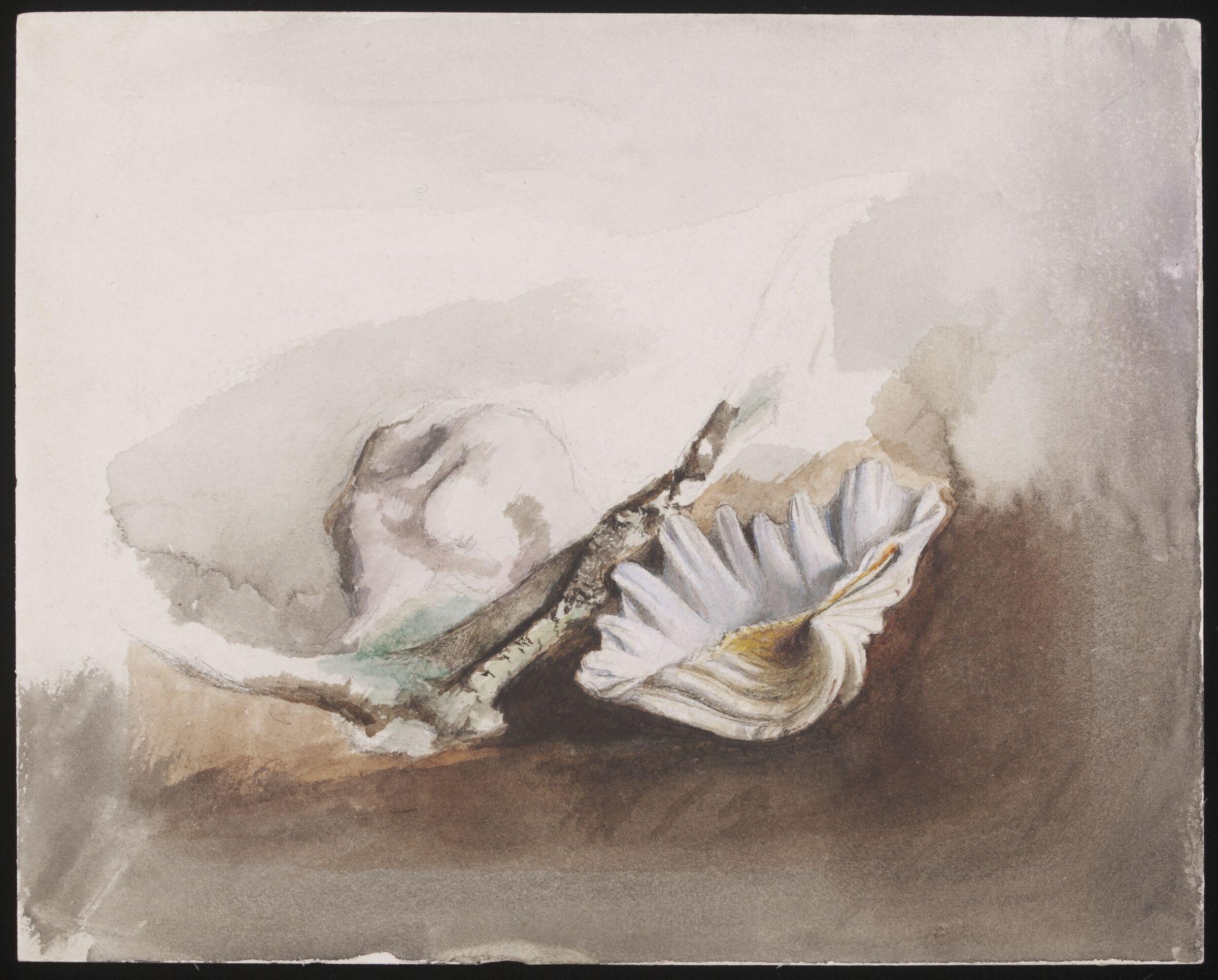 Study of sea shells, Joseph Clark, ca. 1857-1916