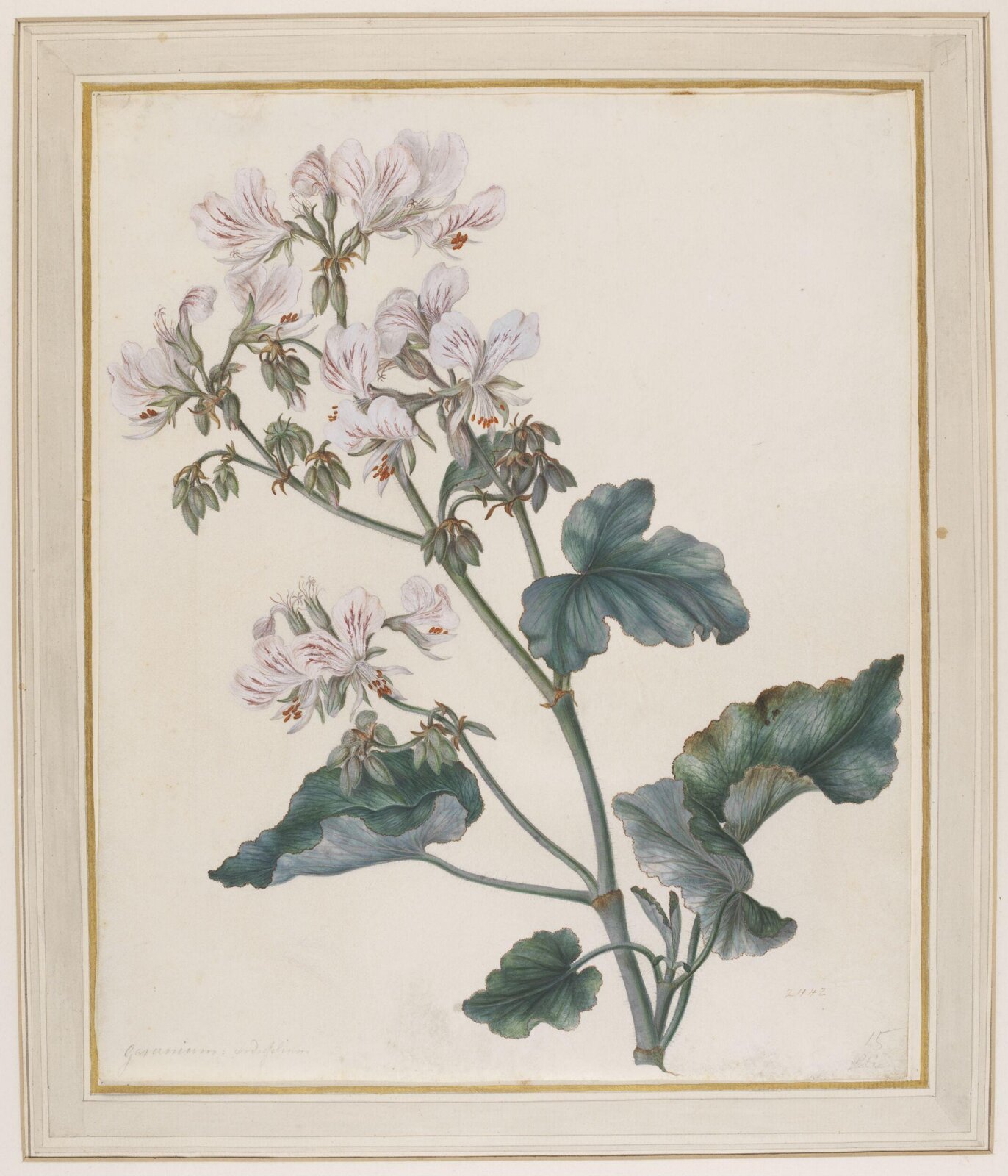 Drawing, Georg Dionysus Ehret, 1710-1770