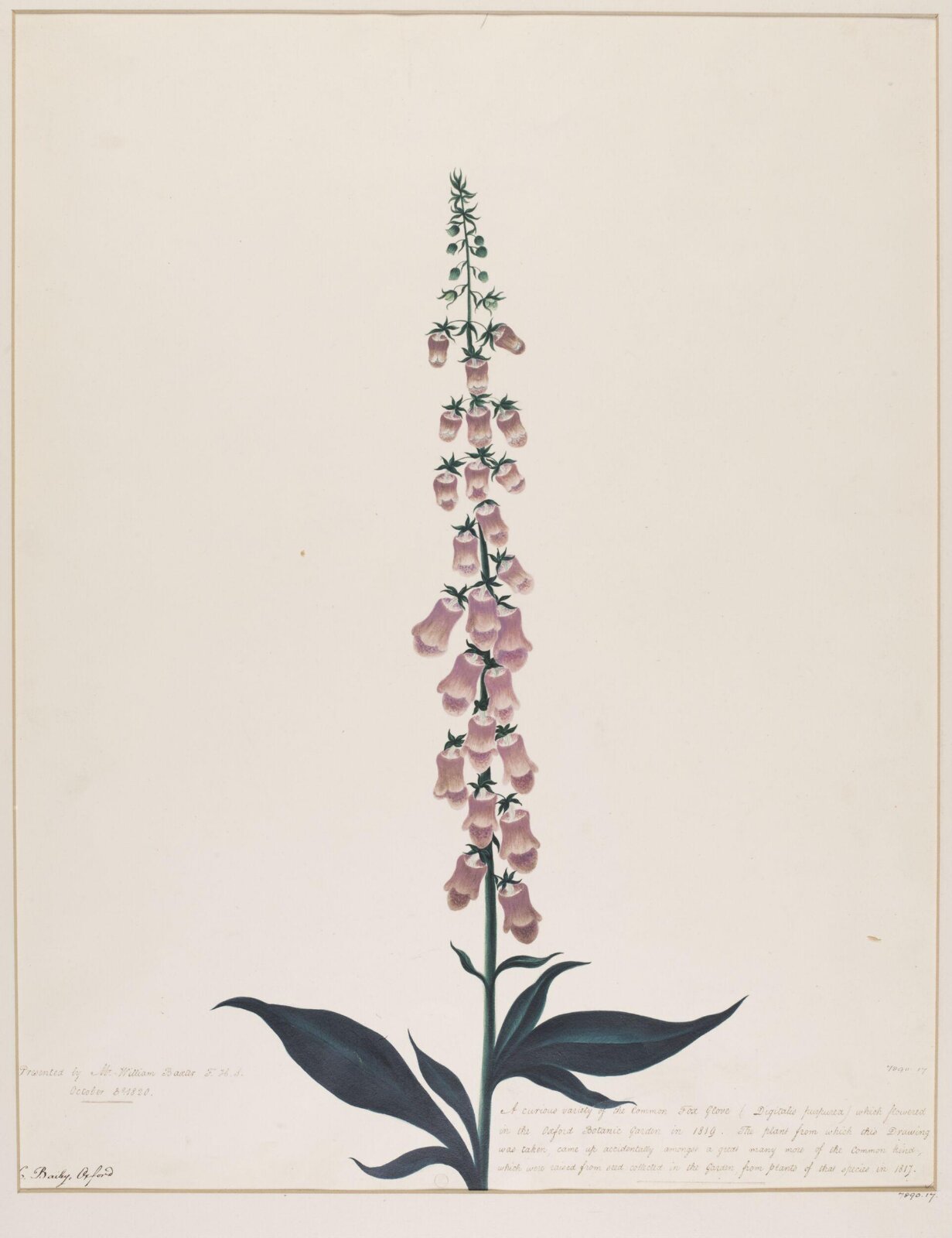 Drawing, 1819