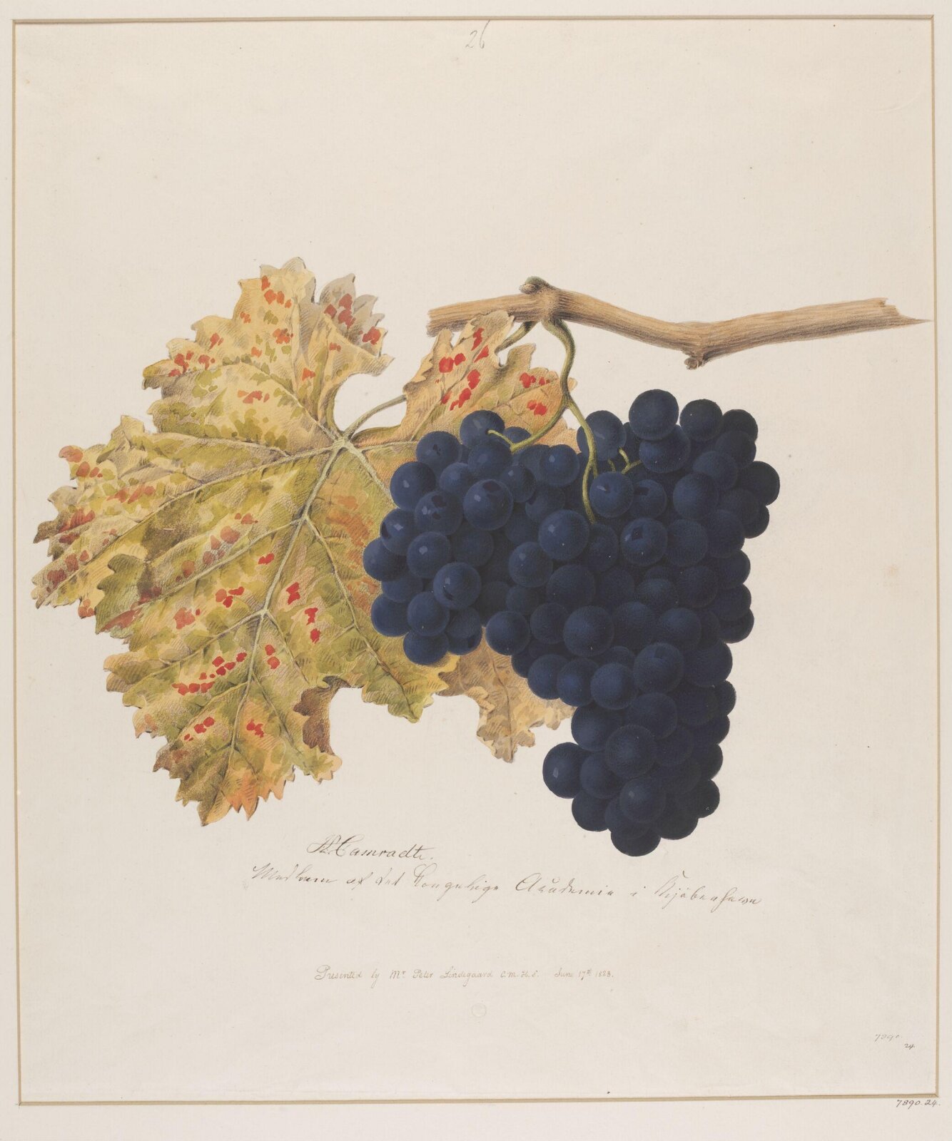 Drawing, Johannes Ludvig Camradt