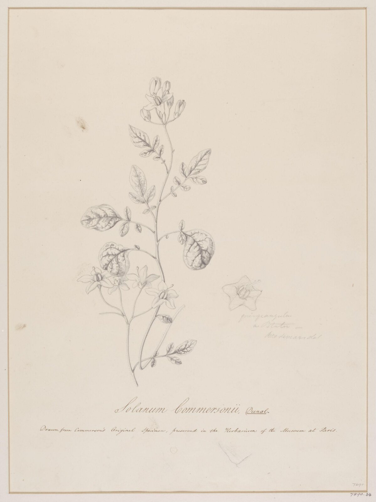 Drawing, Michel Félix Dunal, early 19th century