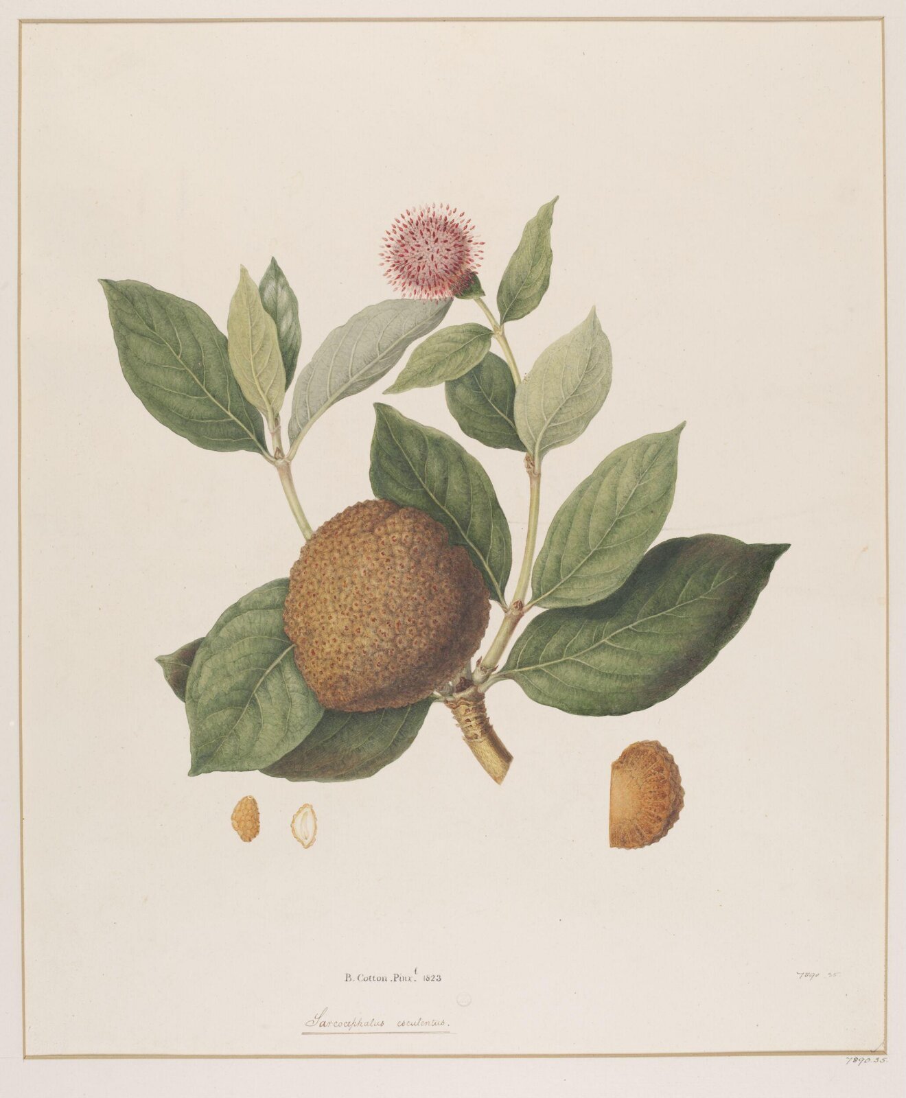Drawing, 1823