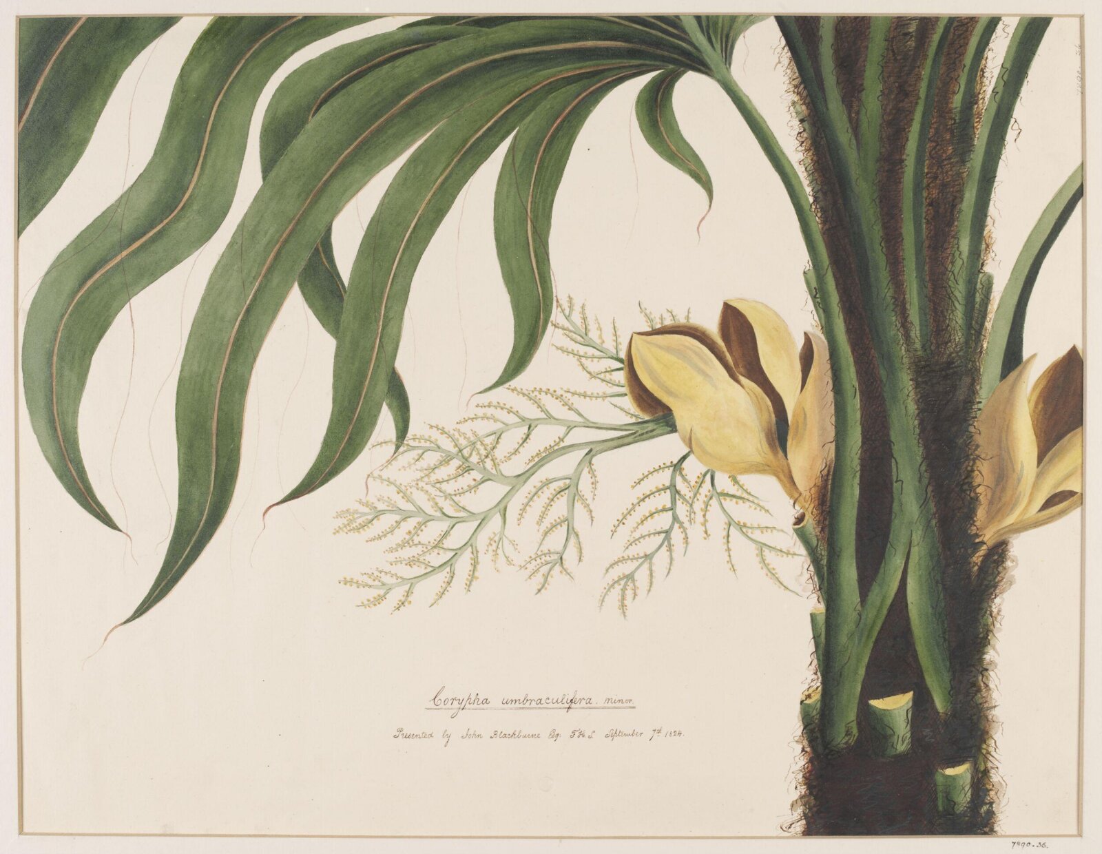 Drawing, ca. 1824