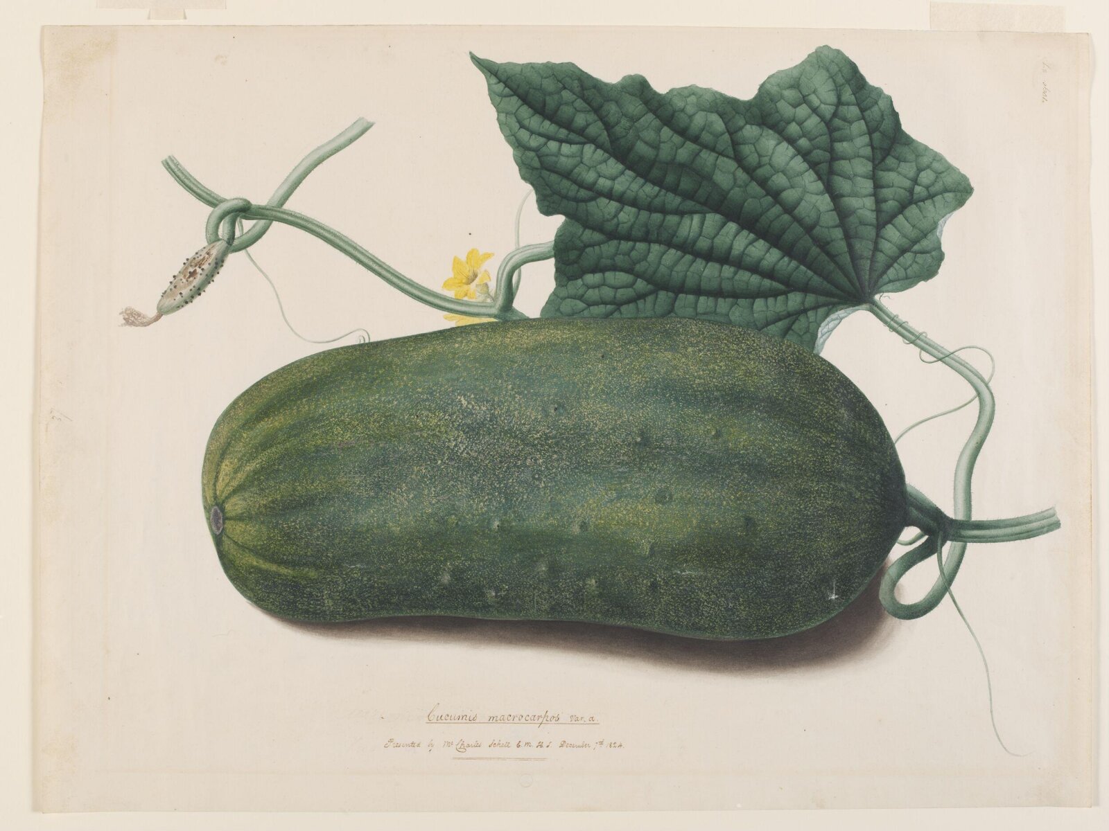 Drawing, ca. 1824