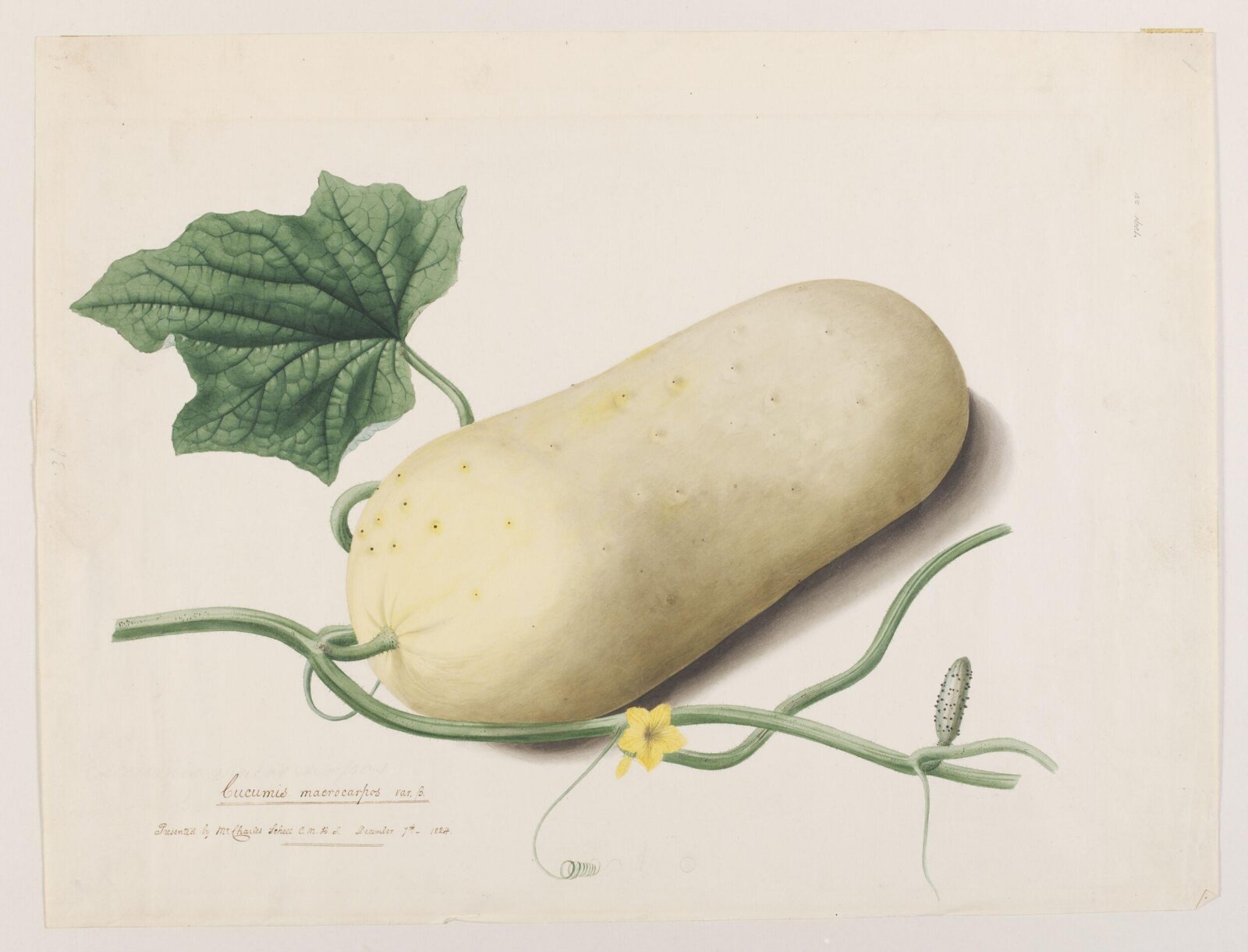 Drawing, ca. 1824